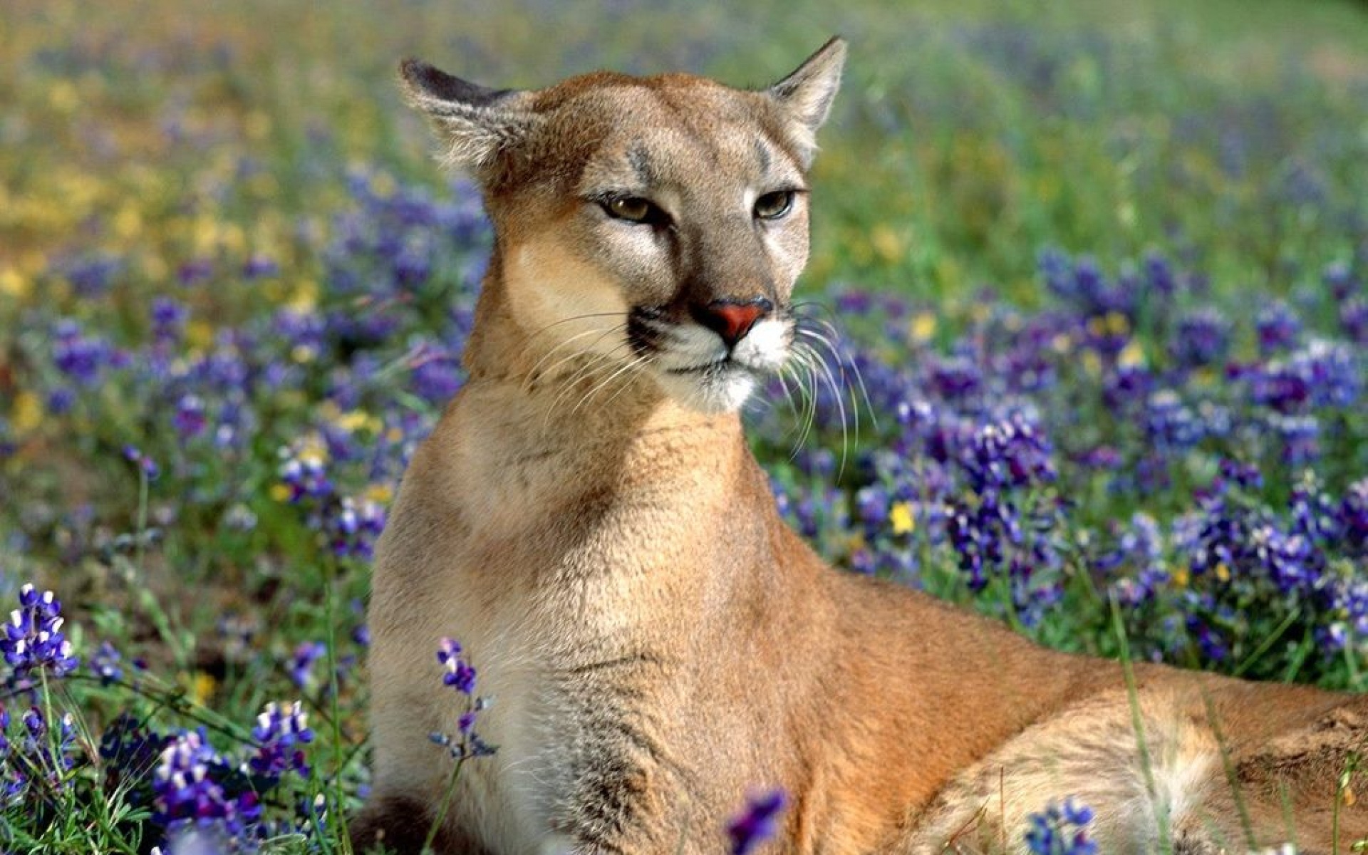 野生动物,狮子,儿童桌面专用