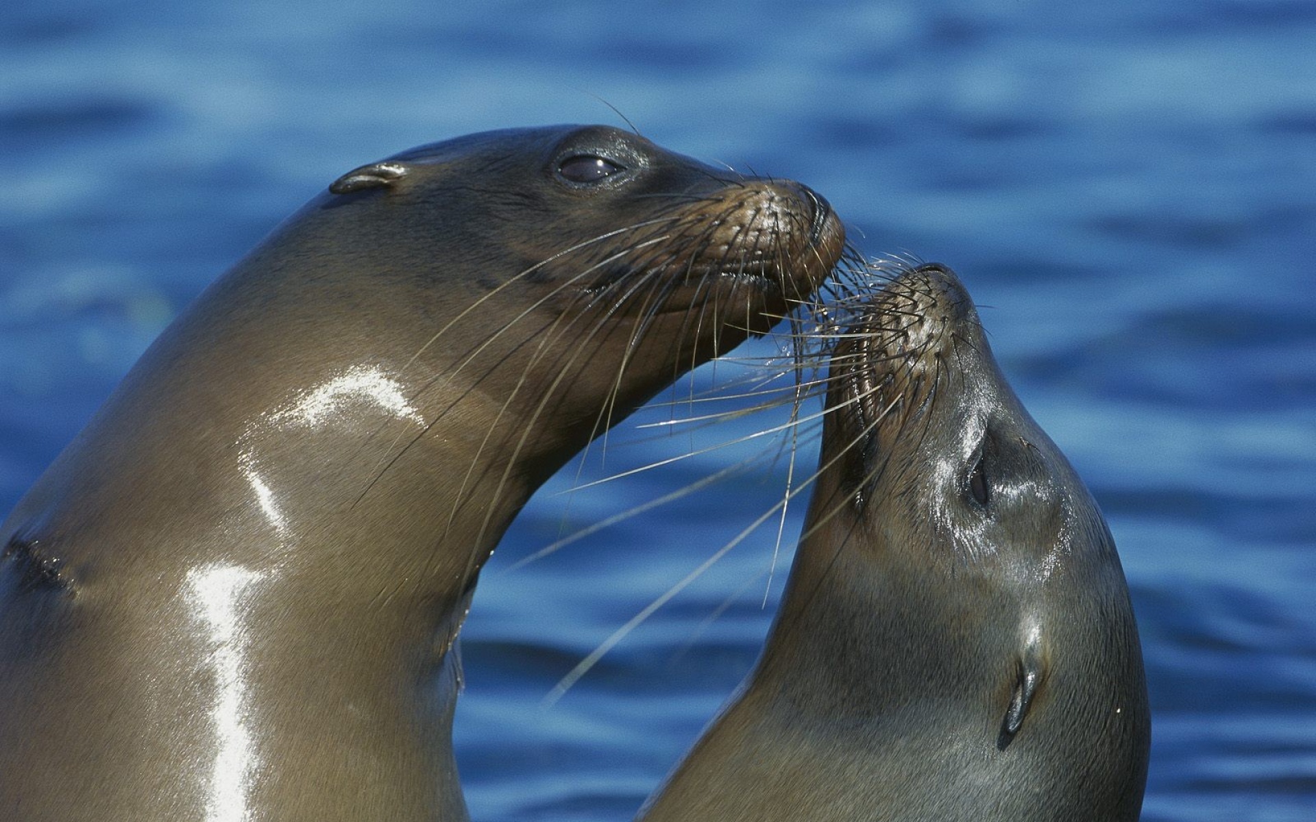 萌宠,海豚,海底世界,儿童桌面专用