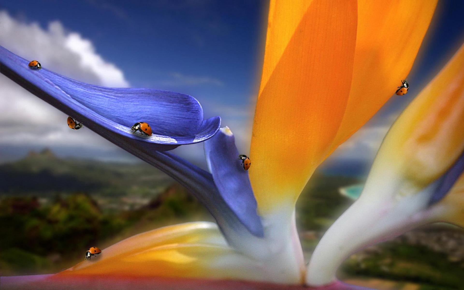 精美,动物,高清,宽屏,2012Y十一月03D,儿童桌面专用