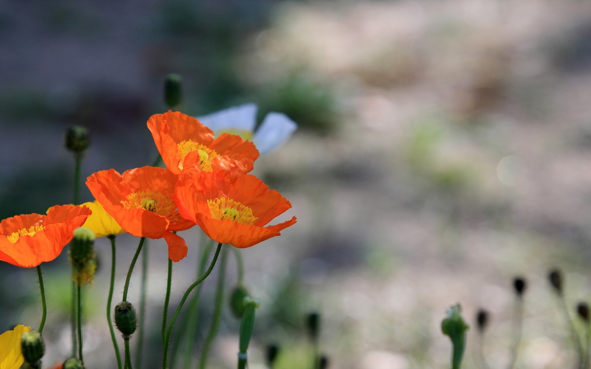 小清新,鸟语花香,花卉,儿童桌面专用