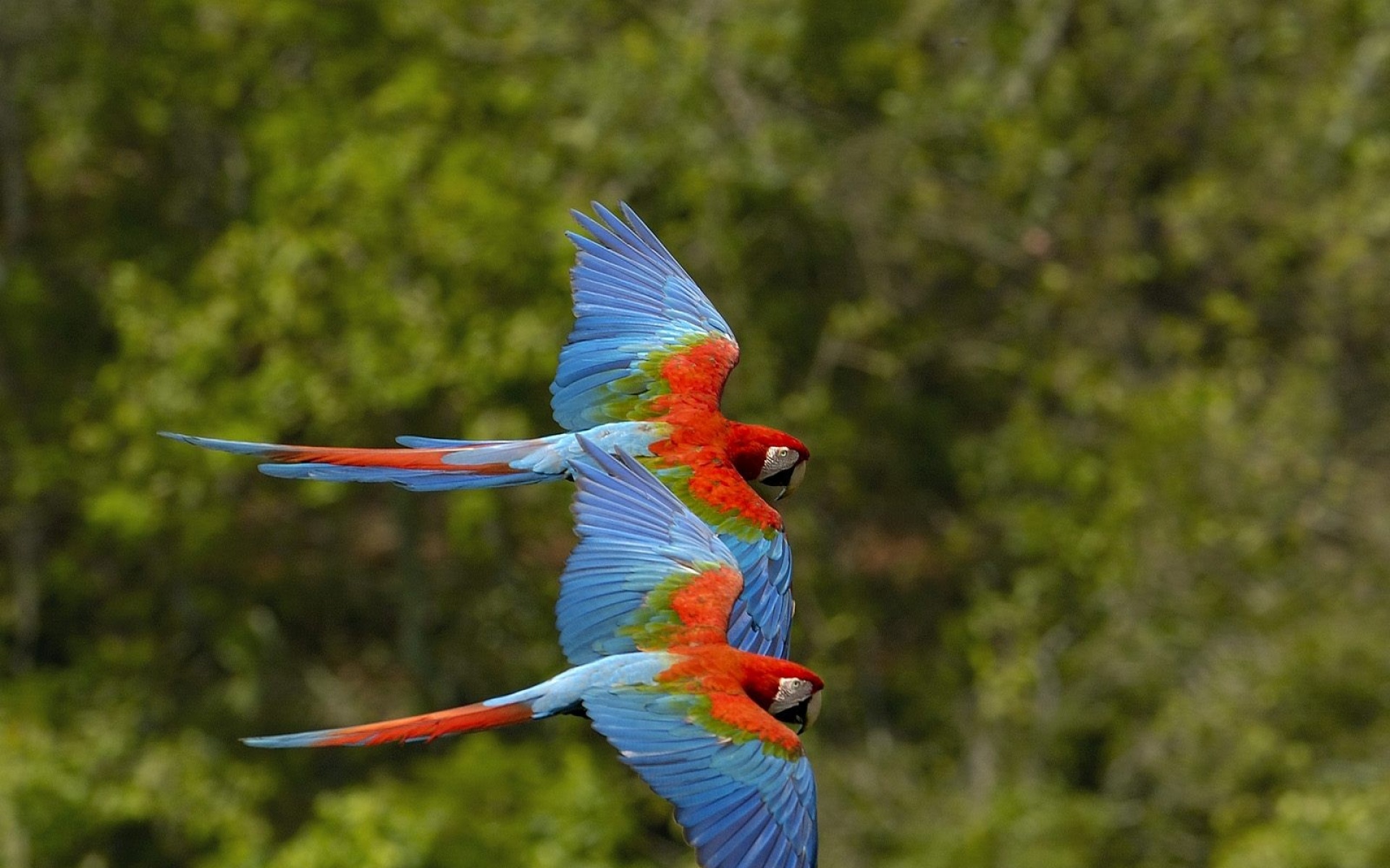 野生动物,鹦鹉,儿童桌面专用