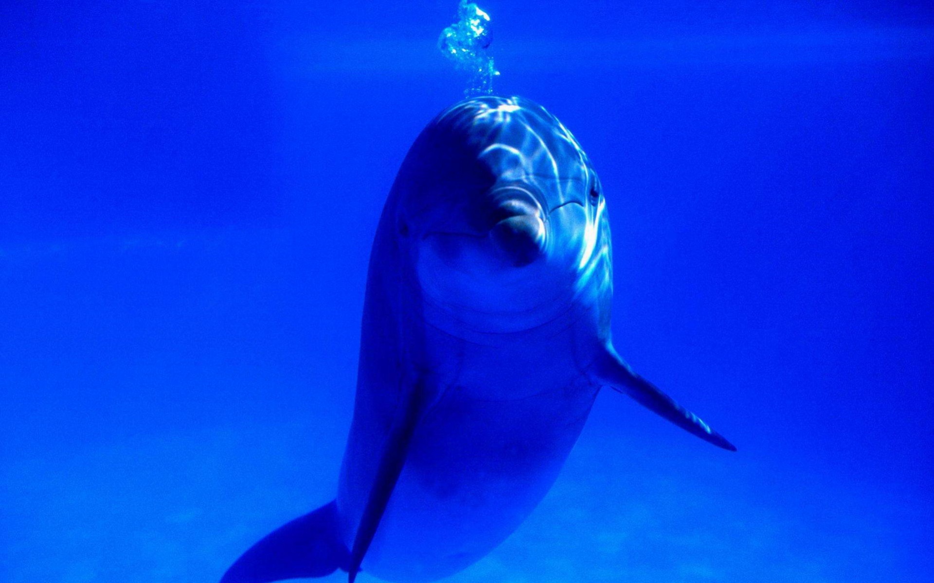 萌宠,海豚,海底世界,儿童桌面专用