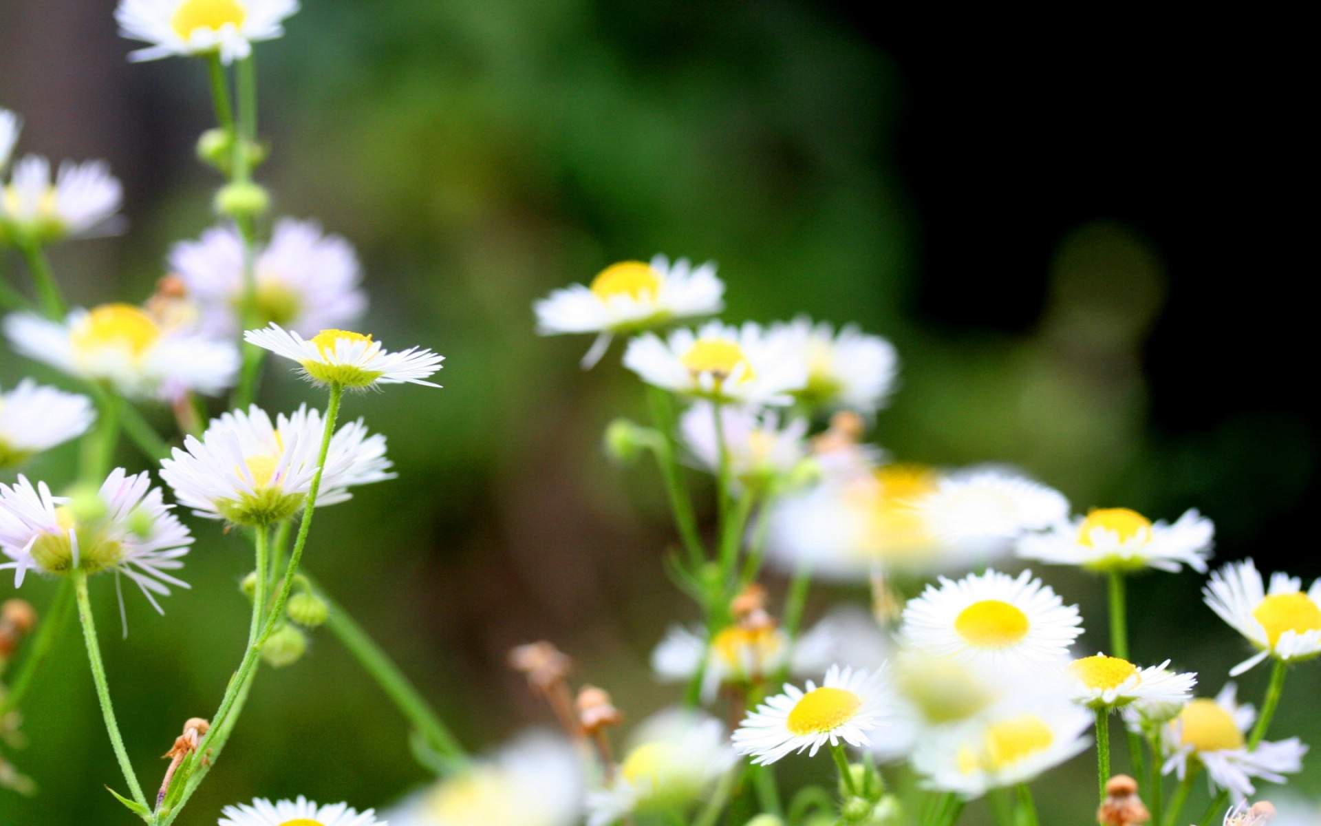 小清新,鸟语花香,花卉,儿童桌面专用