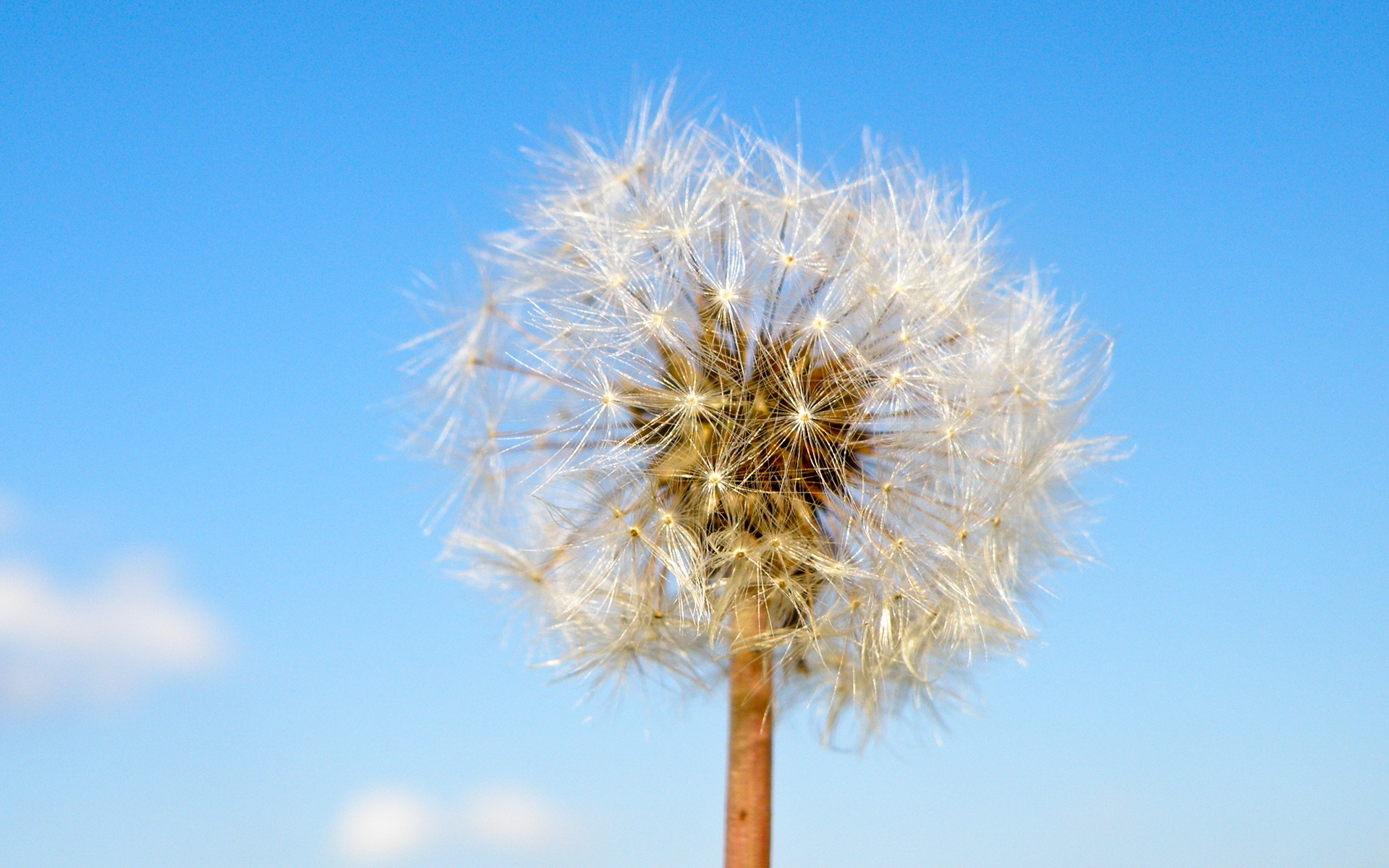 清新,花卉,浪漫,美丽2012Y十月28D,儿童桌面专用