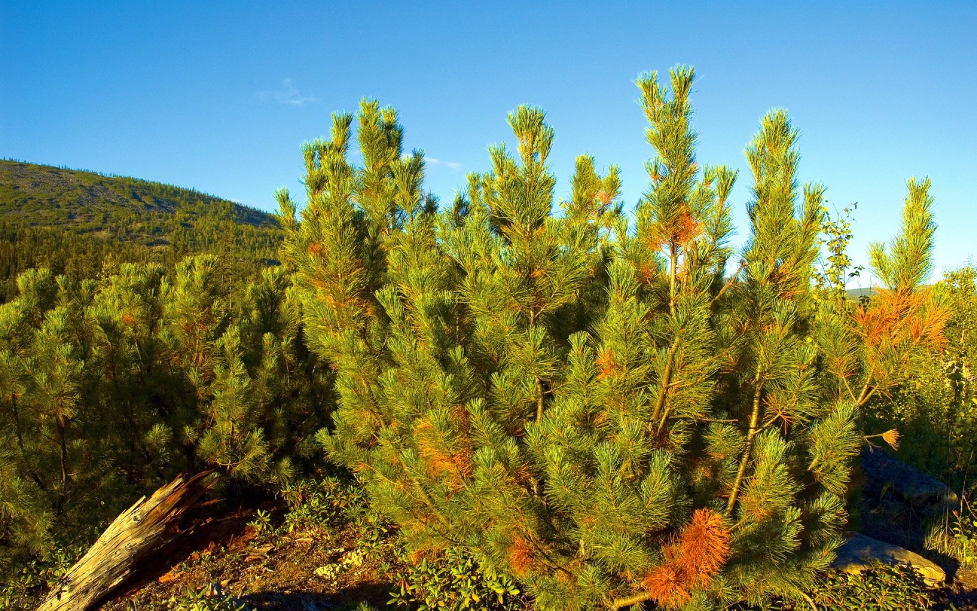 风景,自然风光,2012Y十一月04D,儿童桌面专用