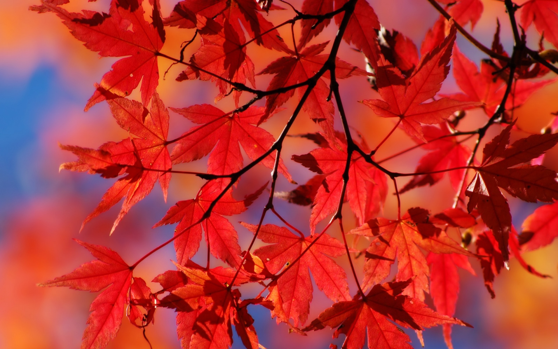 socksoff,设计,高清,经典,2012Y十一月03D,儿童桌面专用