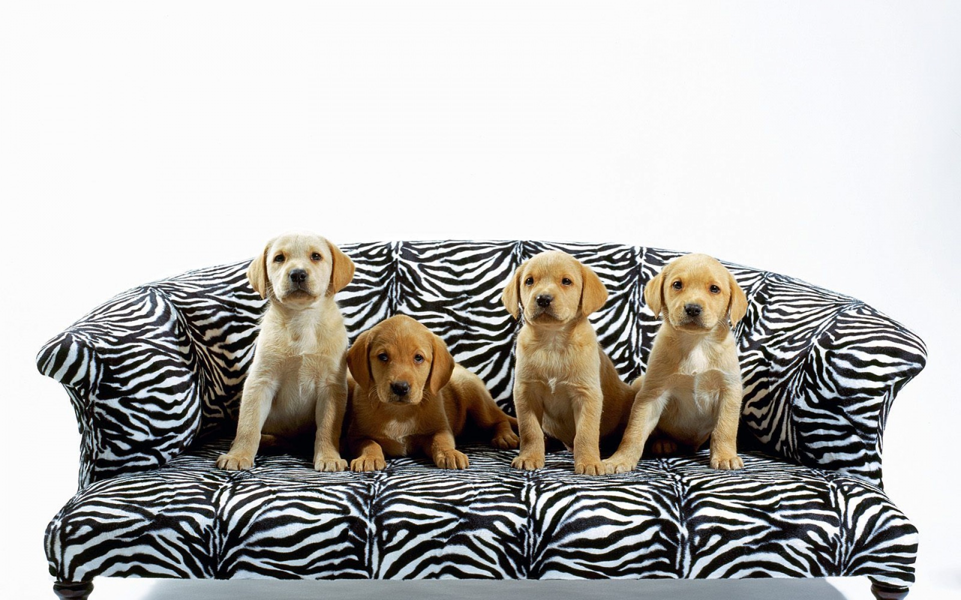 汪星人,儿童桌面专用