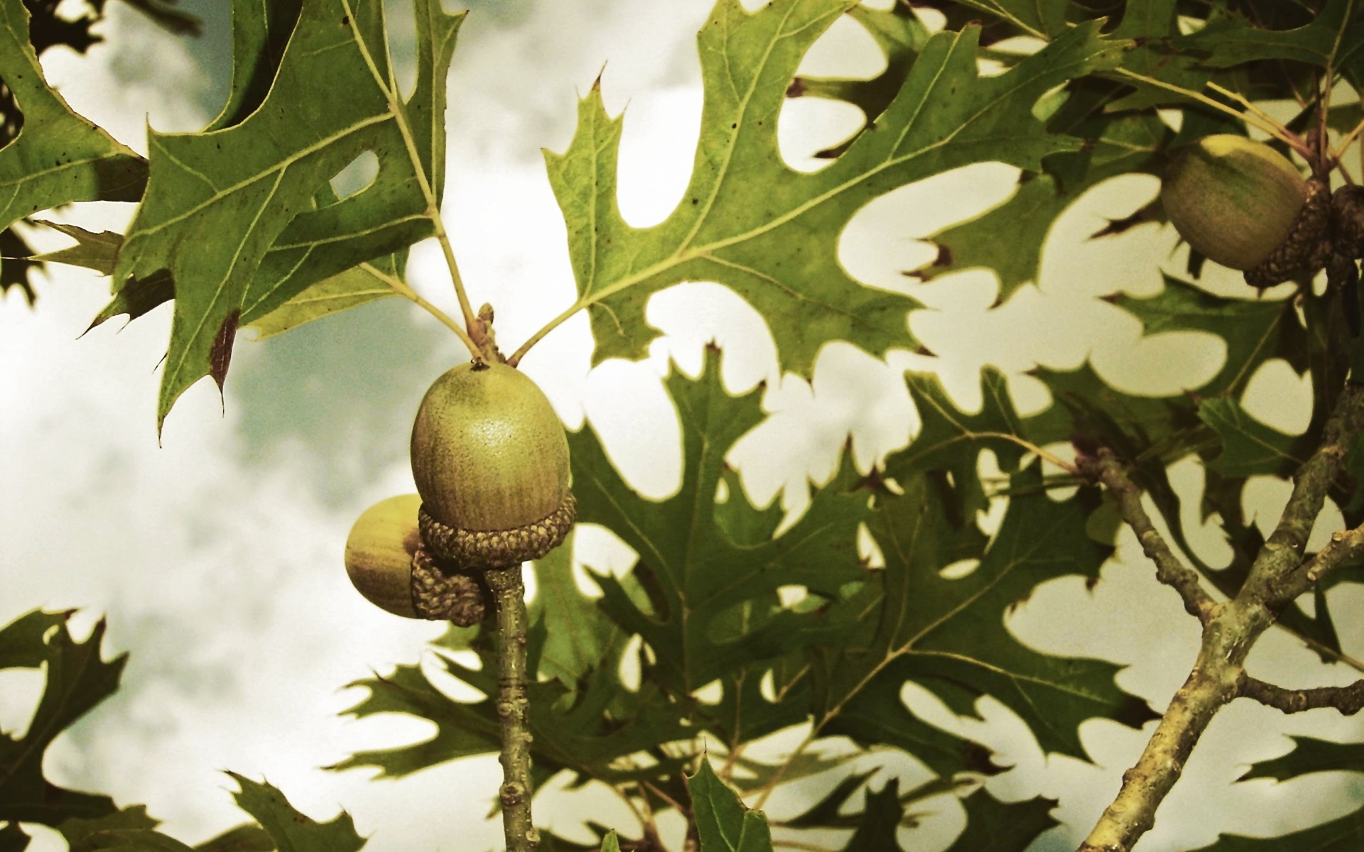 小清新,舒缓压力,绿色,橡子,儿童桌面专用