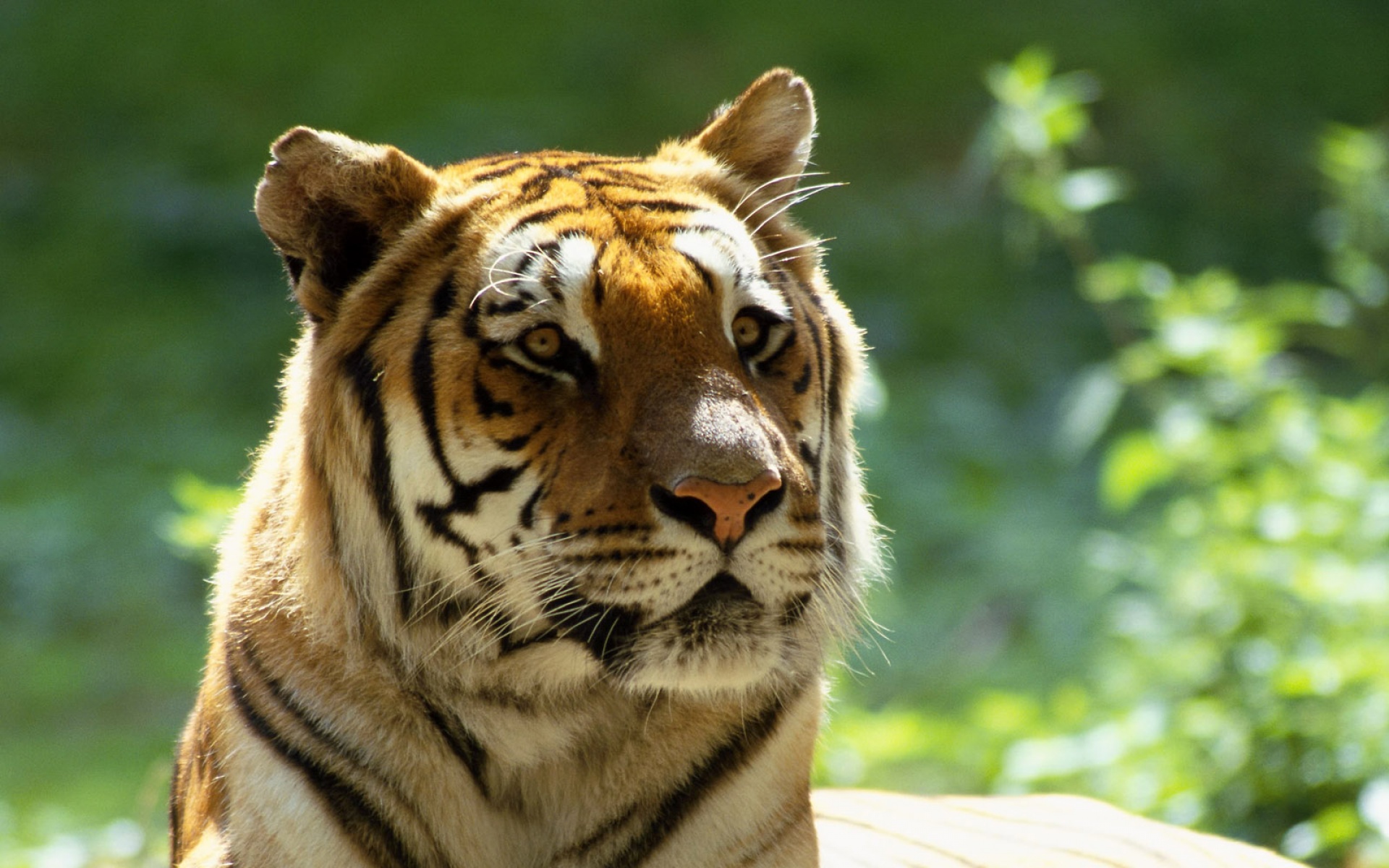 萌宠动物,野生动物,儿童桌面专用