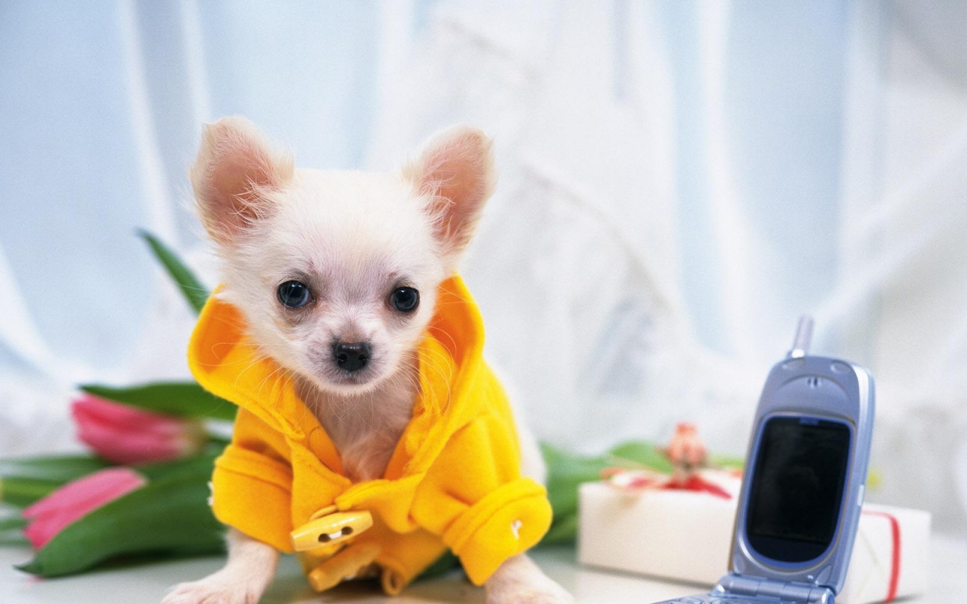 汪星人,儿童桌面专用