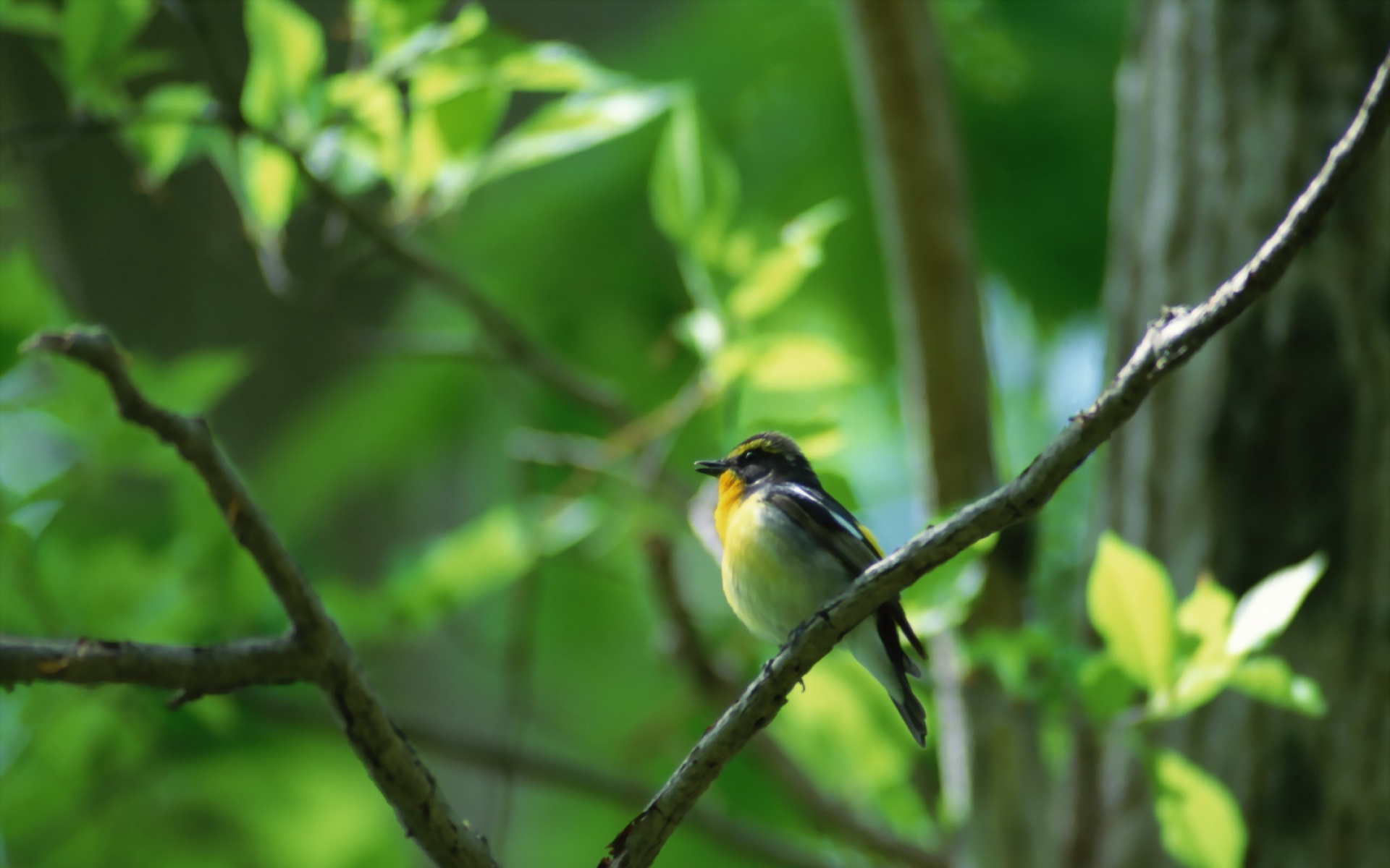 高清,鸟,动物,摄影,2012Y十一月03D,儿童桌面专用