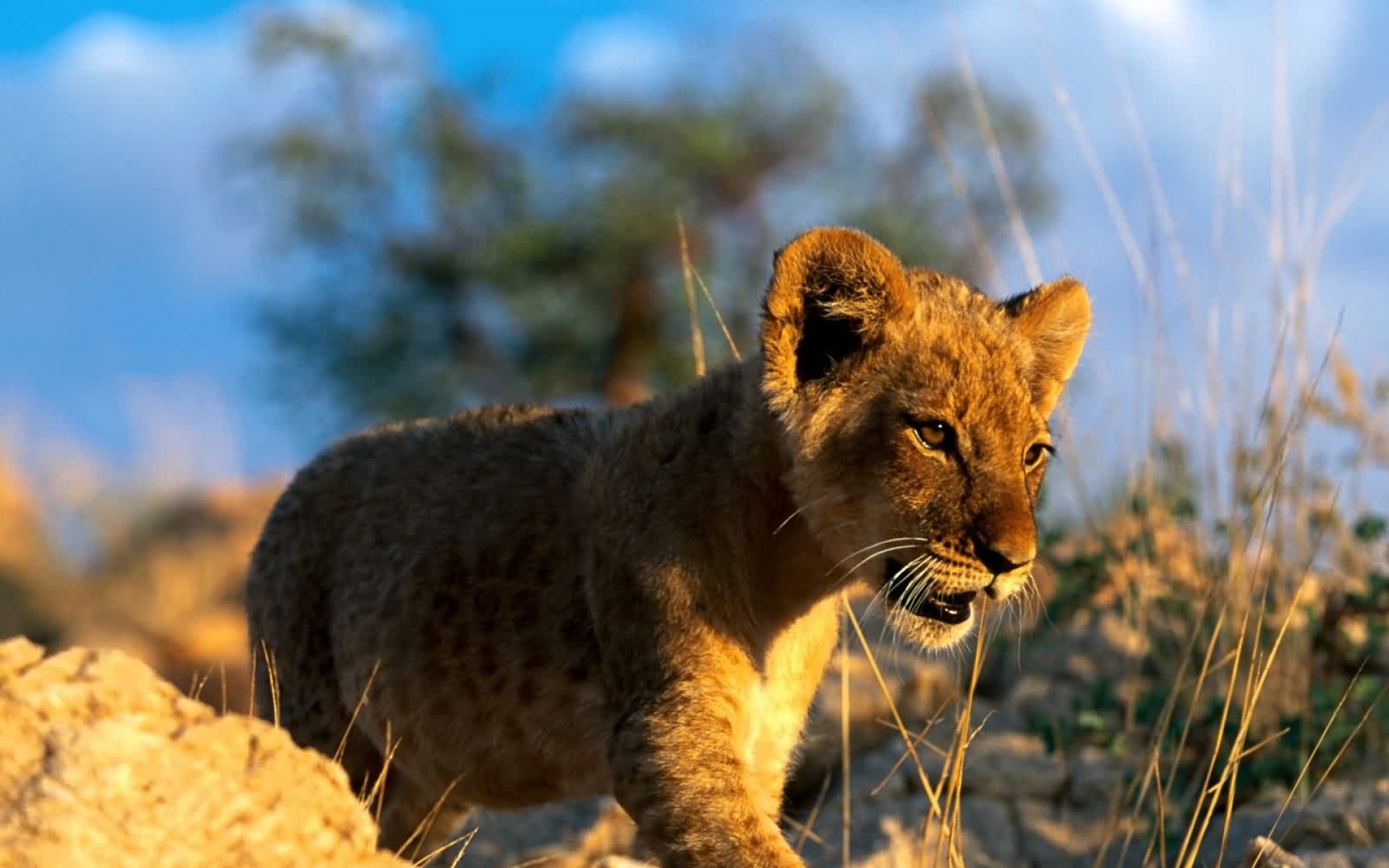 猫科,野兽,动物,狮子,老虎,2012Y十一月03D,儿童桌面专用