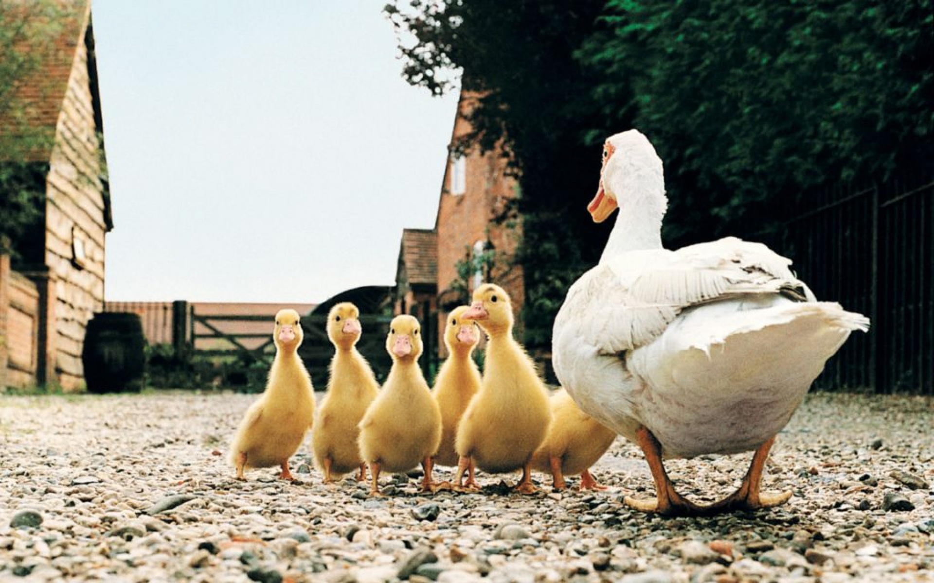 卖萌图,鸭子,儿童桌面专用