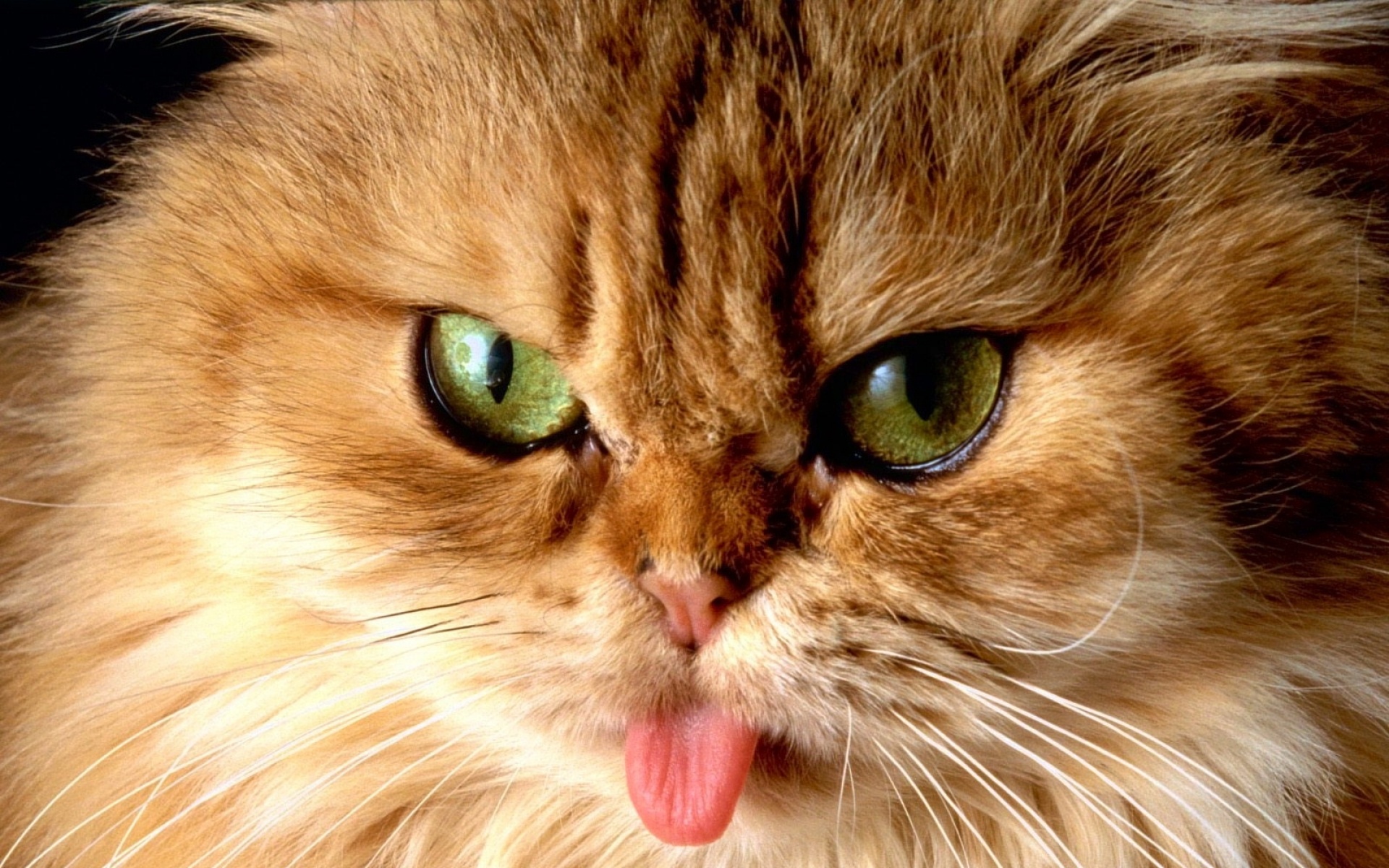 高清,动物,2012Y十一月11D,喵星人,儿童桌面专用