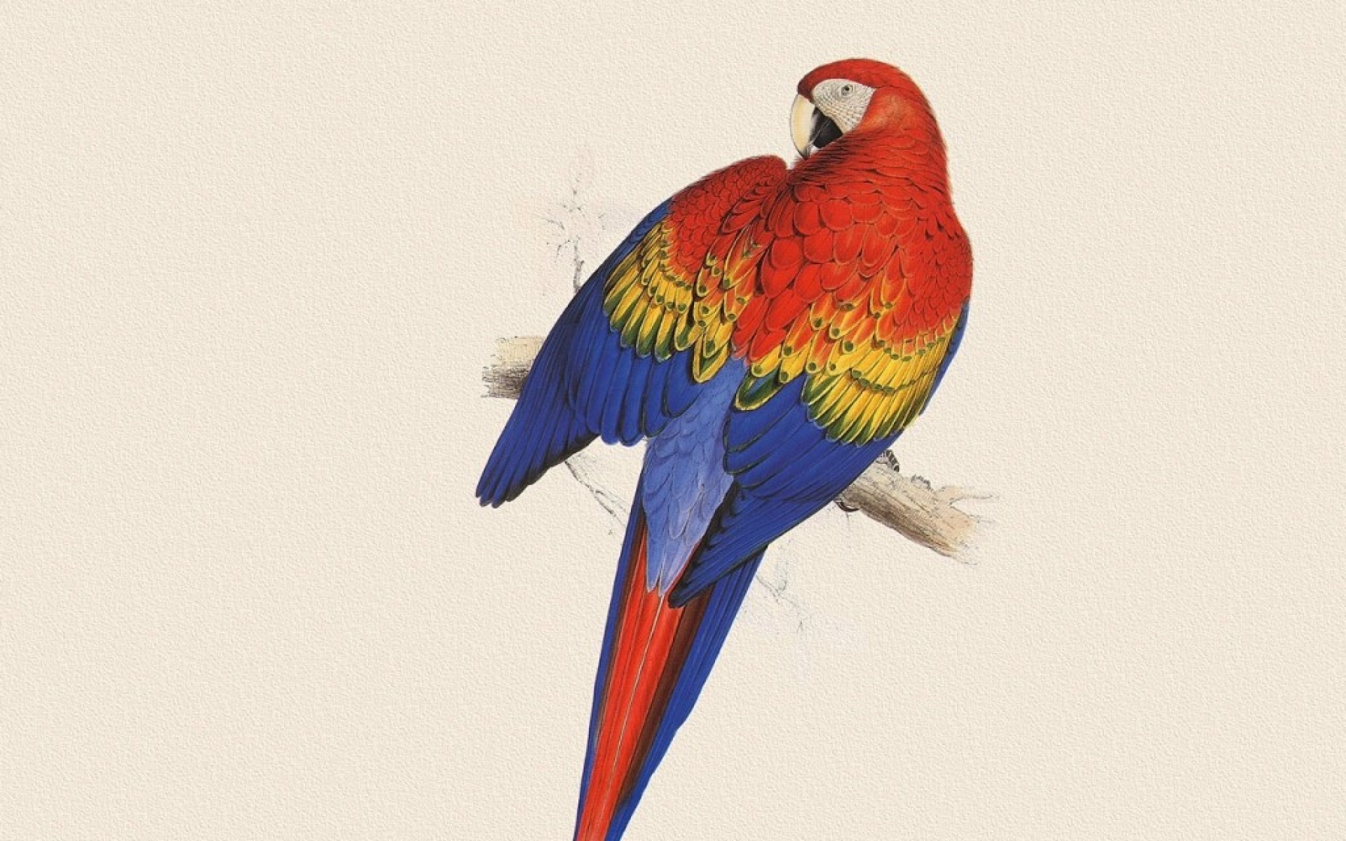 动物,绘画,风格,2012Y十一月04D,儿童桌面专用