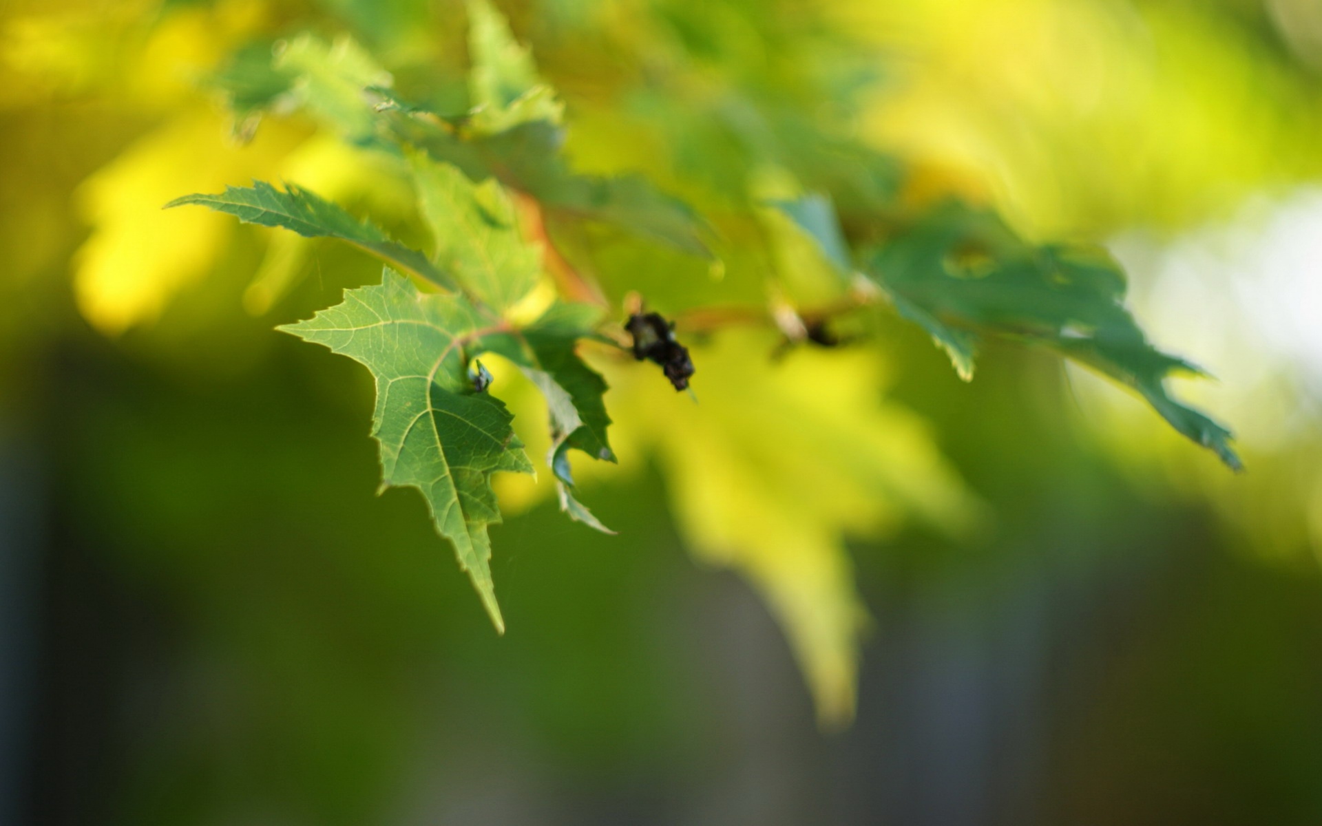 小清新,舒缓压力,绿色,绿叶,儿童桌面专用