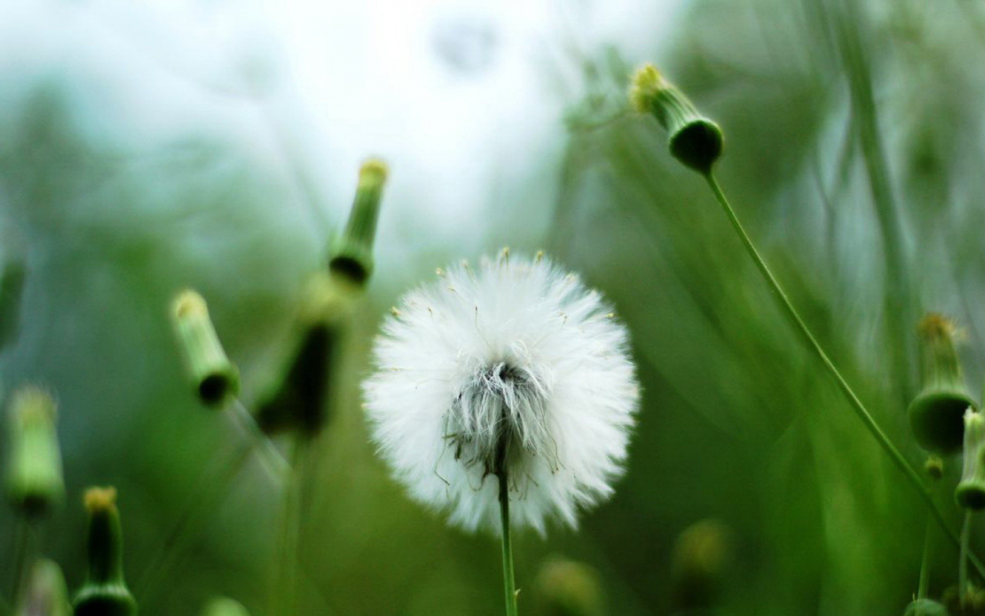 小清新,清新淡雅,蒲公英,儿童桌面专用