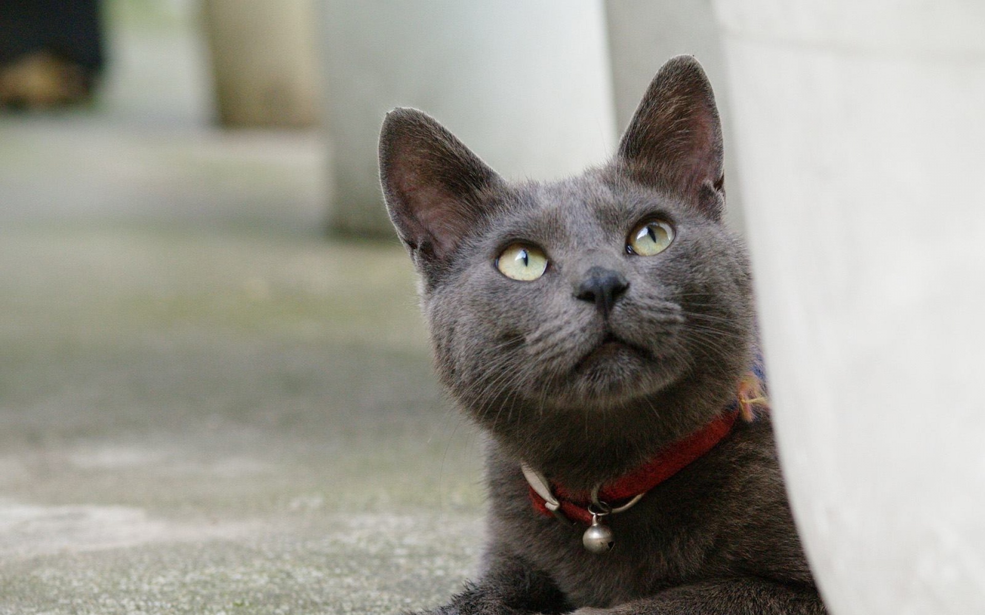 街角,小猫咪,摄影,高清,猫,动物,2012Y十月31D,儿童桌面专用