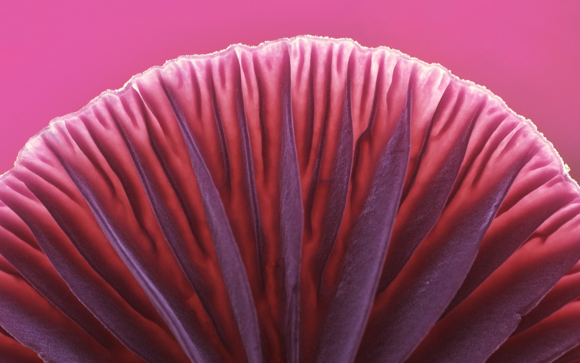 Webshots,2010年,十一月,精美,风光,动物,摄影,2012Y十月31D,儿童桌面专用