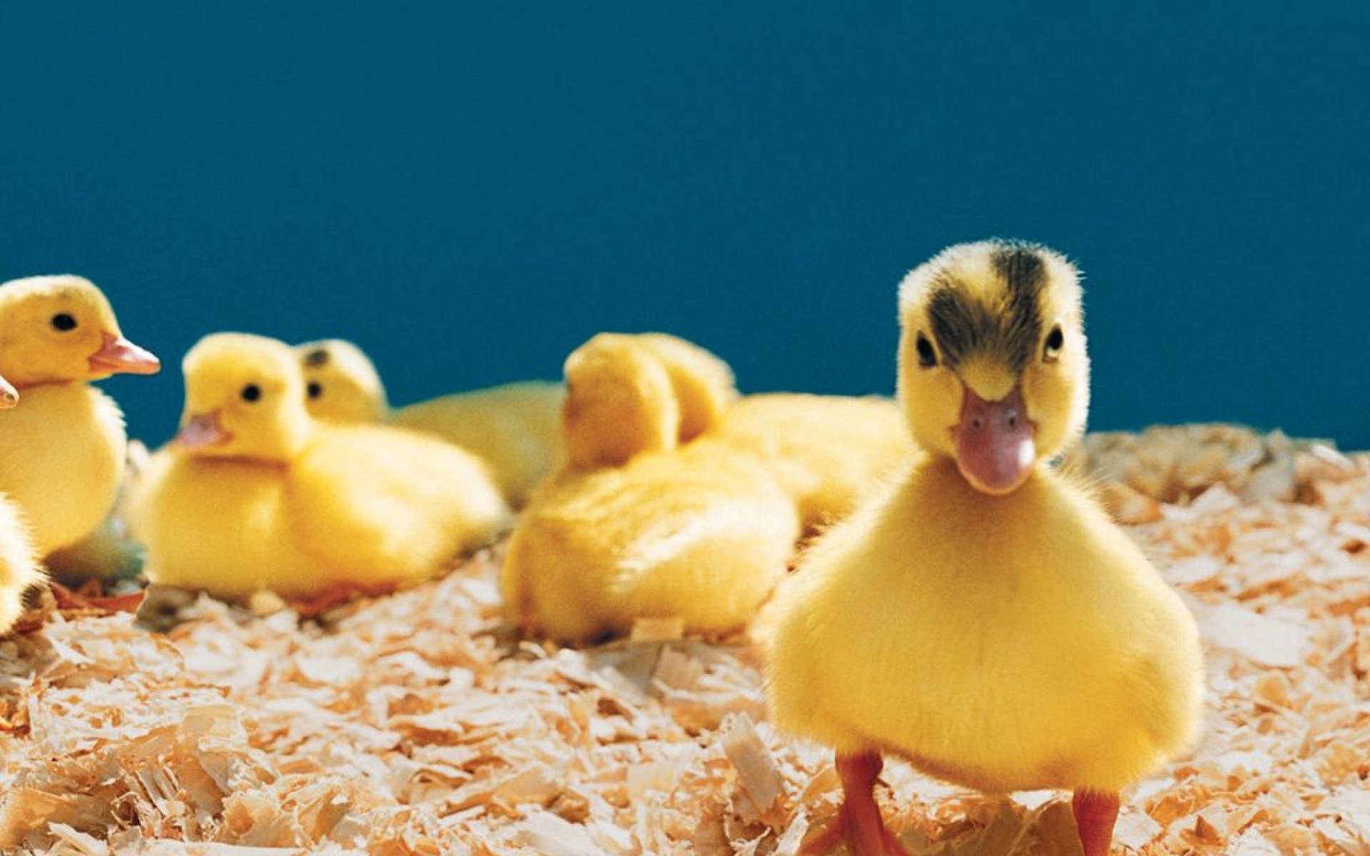 卖萌图,鸭子,儿童桌面专用