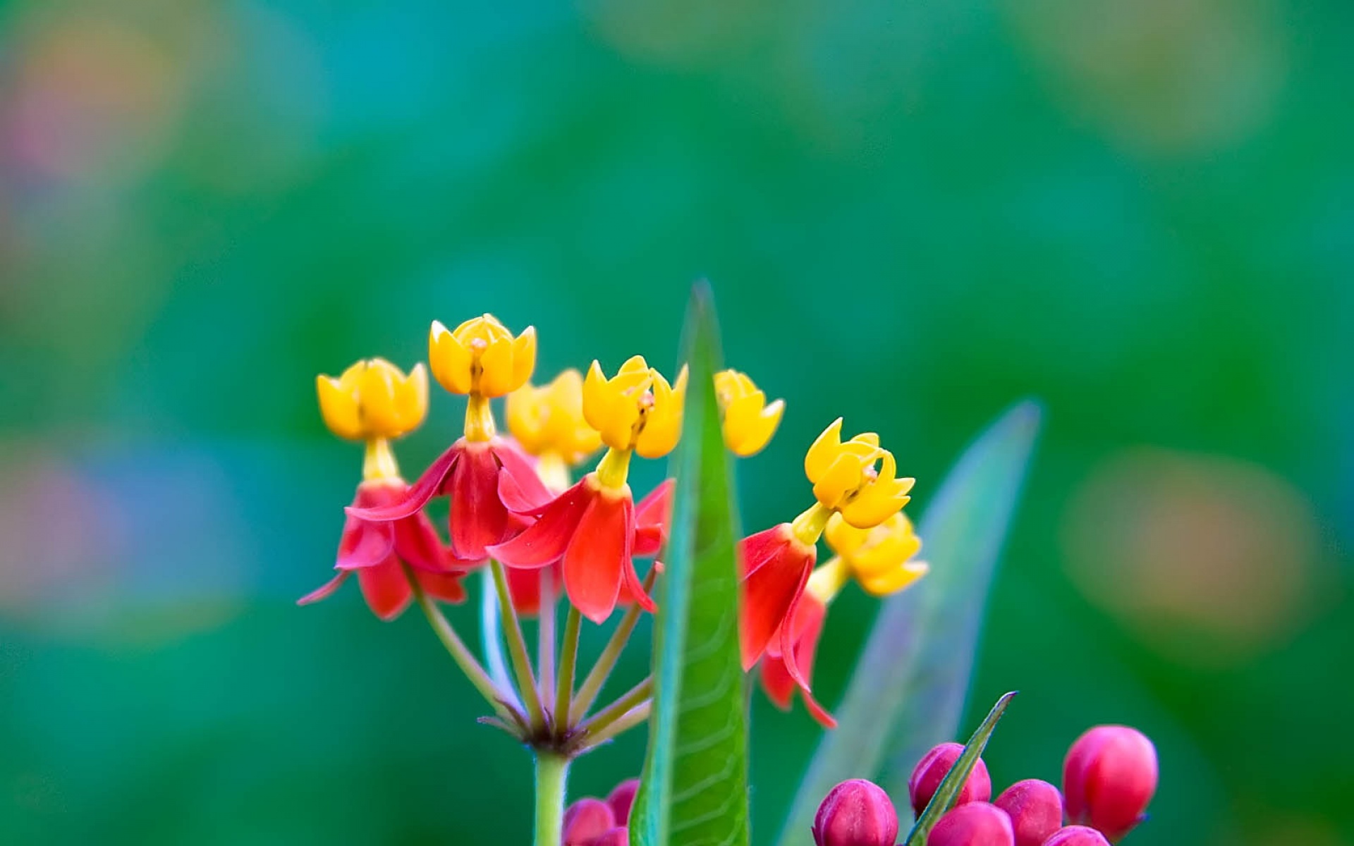小清新,鸟语花香,花卉,儿童桌面专用