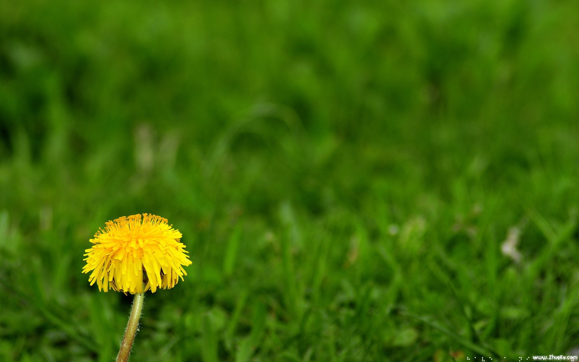 小清新,清新淡雅,花卉,儿童桌面专用