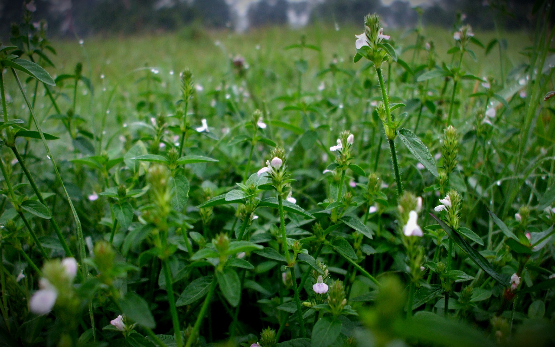 小清新,清新淡雅,淡雅,绿色,儿童桌面专用