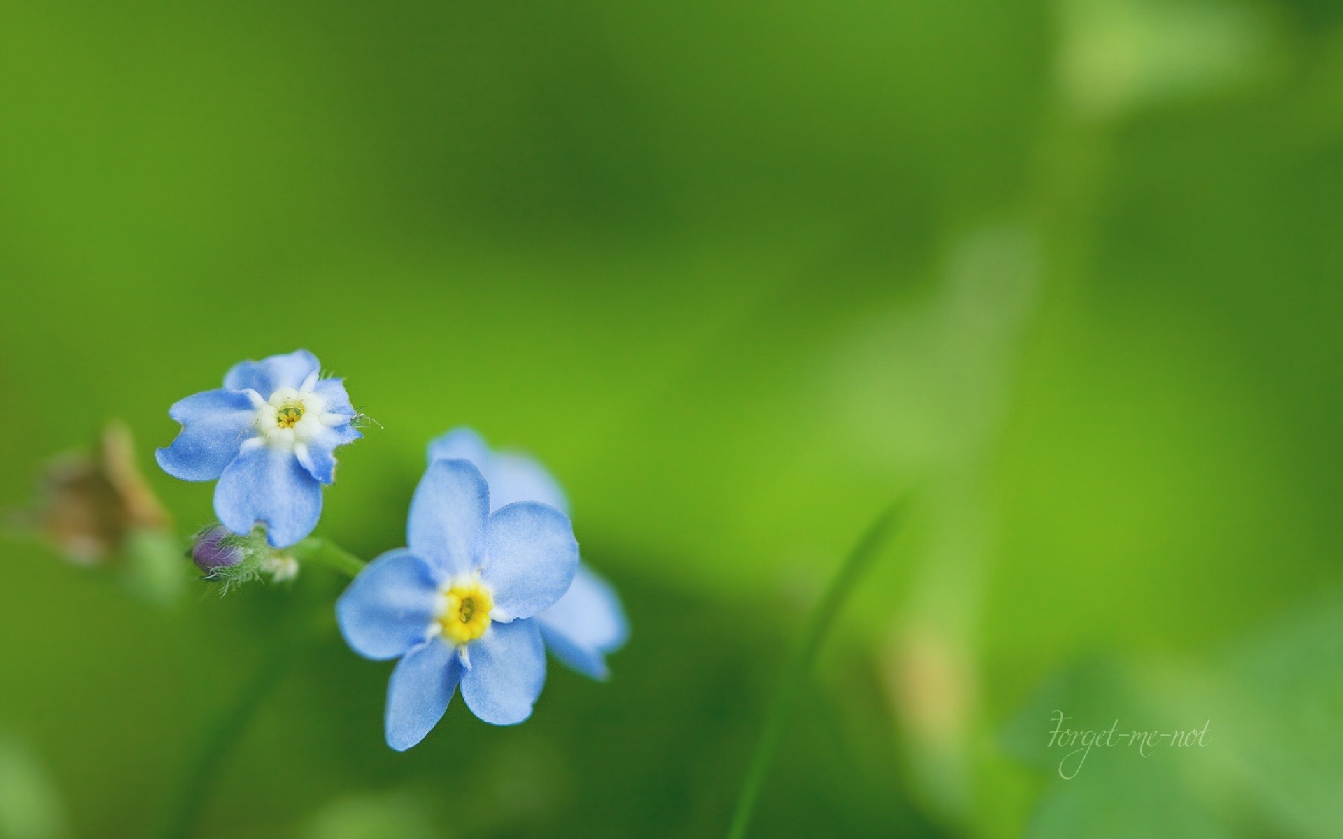 小清新,护眼壁纸,花卉,儿童桌面专用