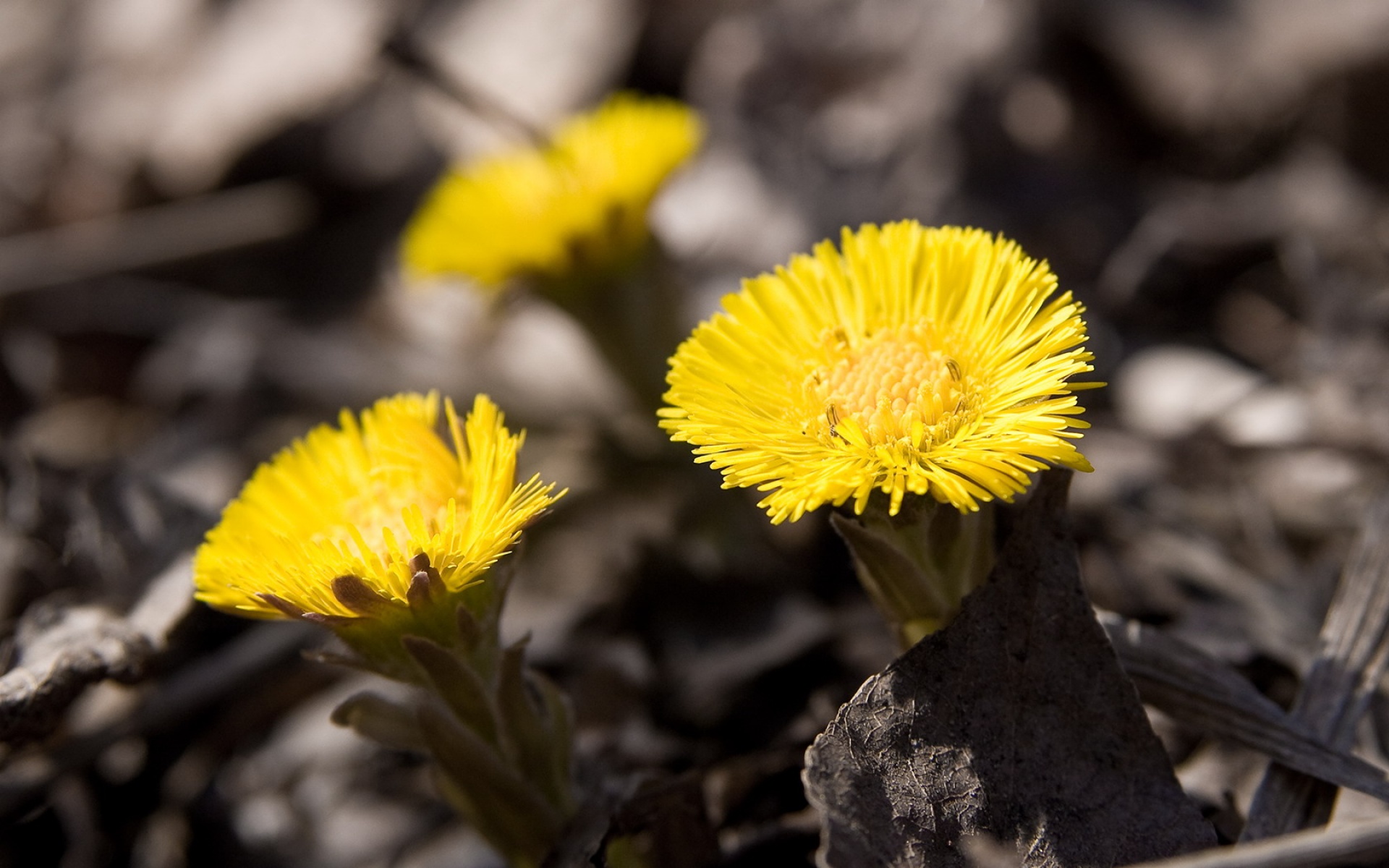 宽屏,植物,单反,摄影,2012Y十一月03D,儿童桌面专用