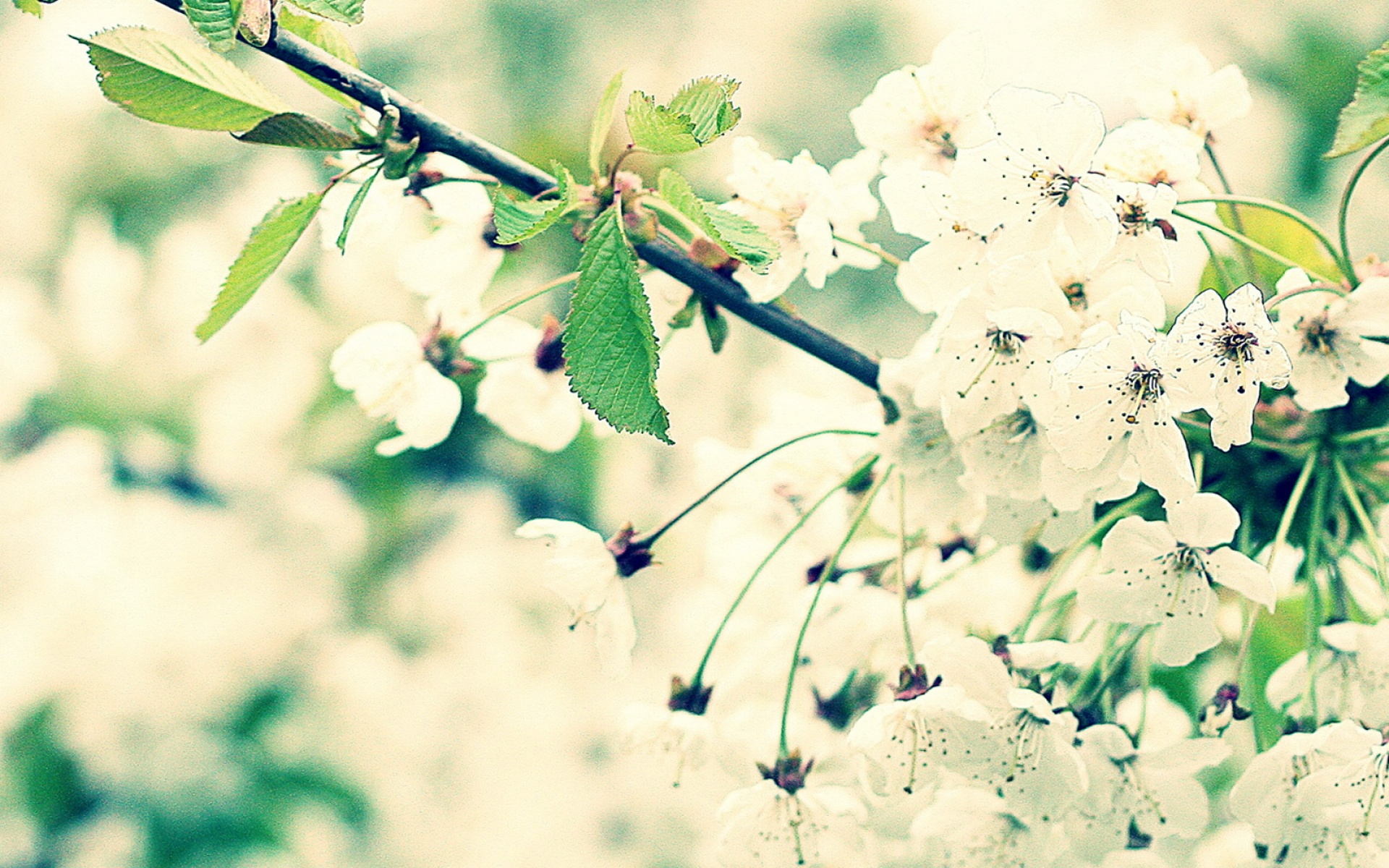 清新,花卉,浪漫,美丽2012Y十月28D,儿童桌面专用