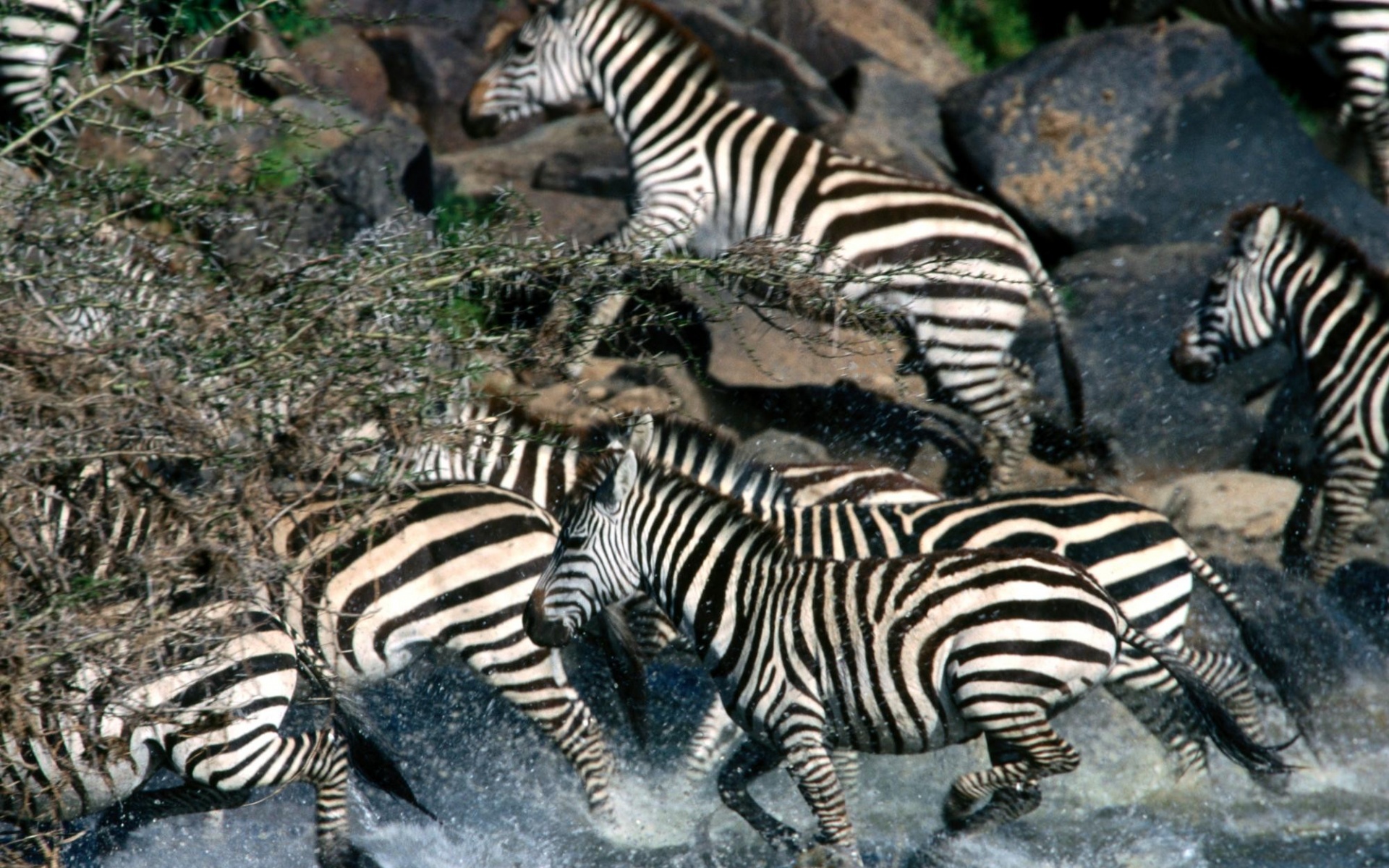 野生动物,斑马,儿童桌面专用
