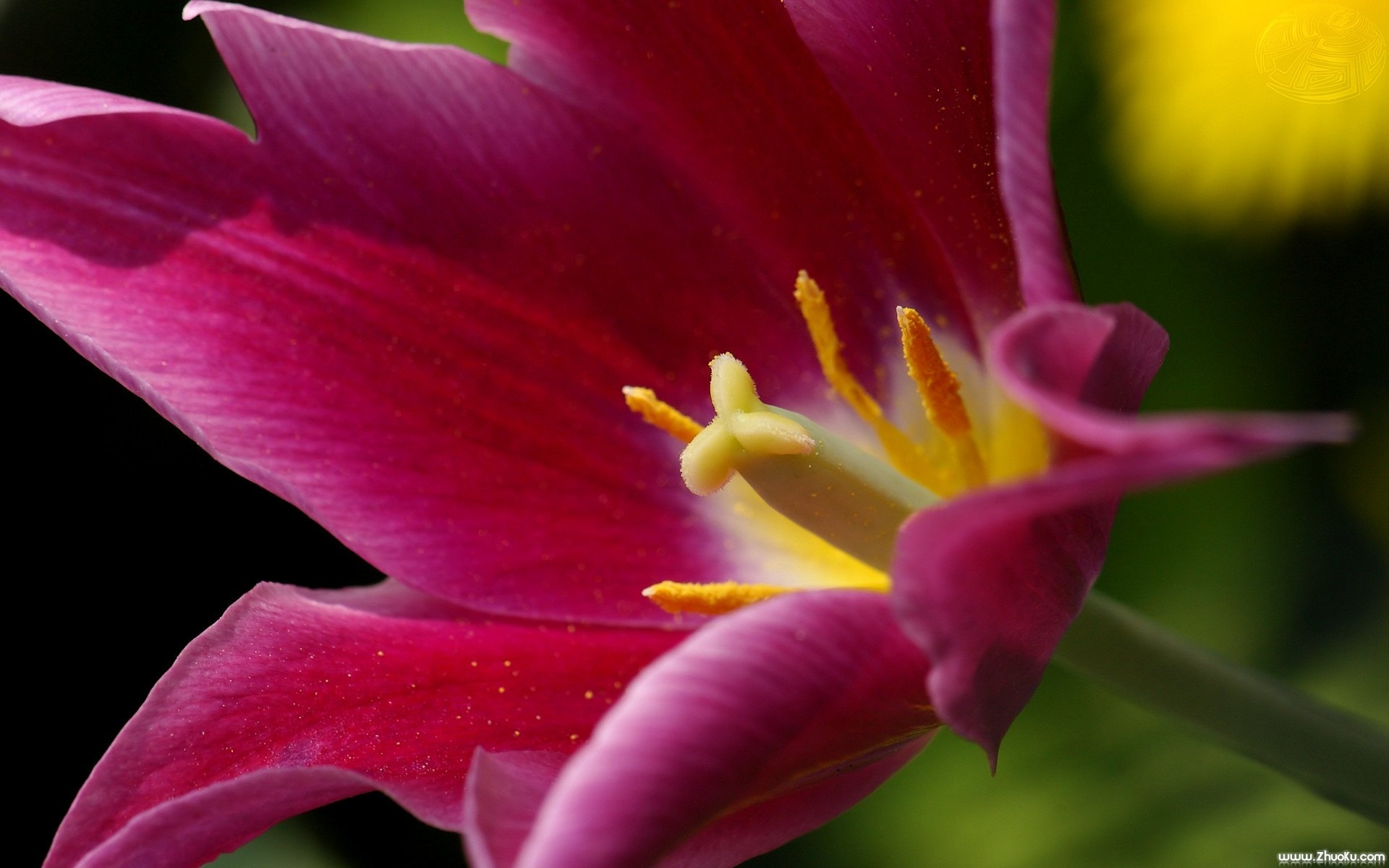 小清新,静物写真,花卉,花蕊,儿童桌面专用