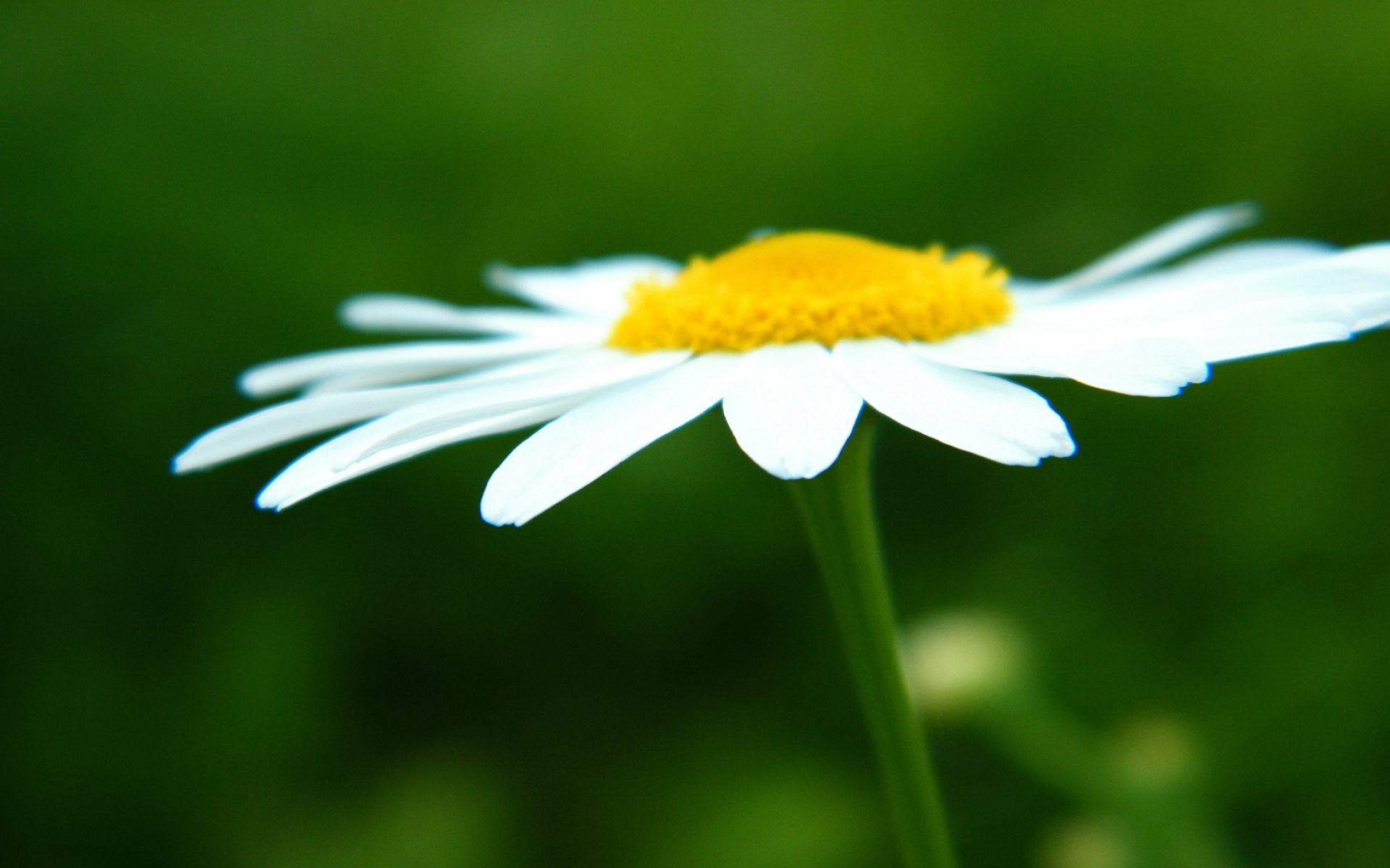 小清新,清新淡雅,花卉,儿童桌面专用
