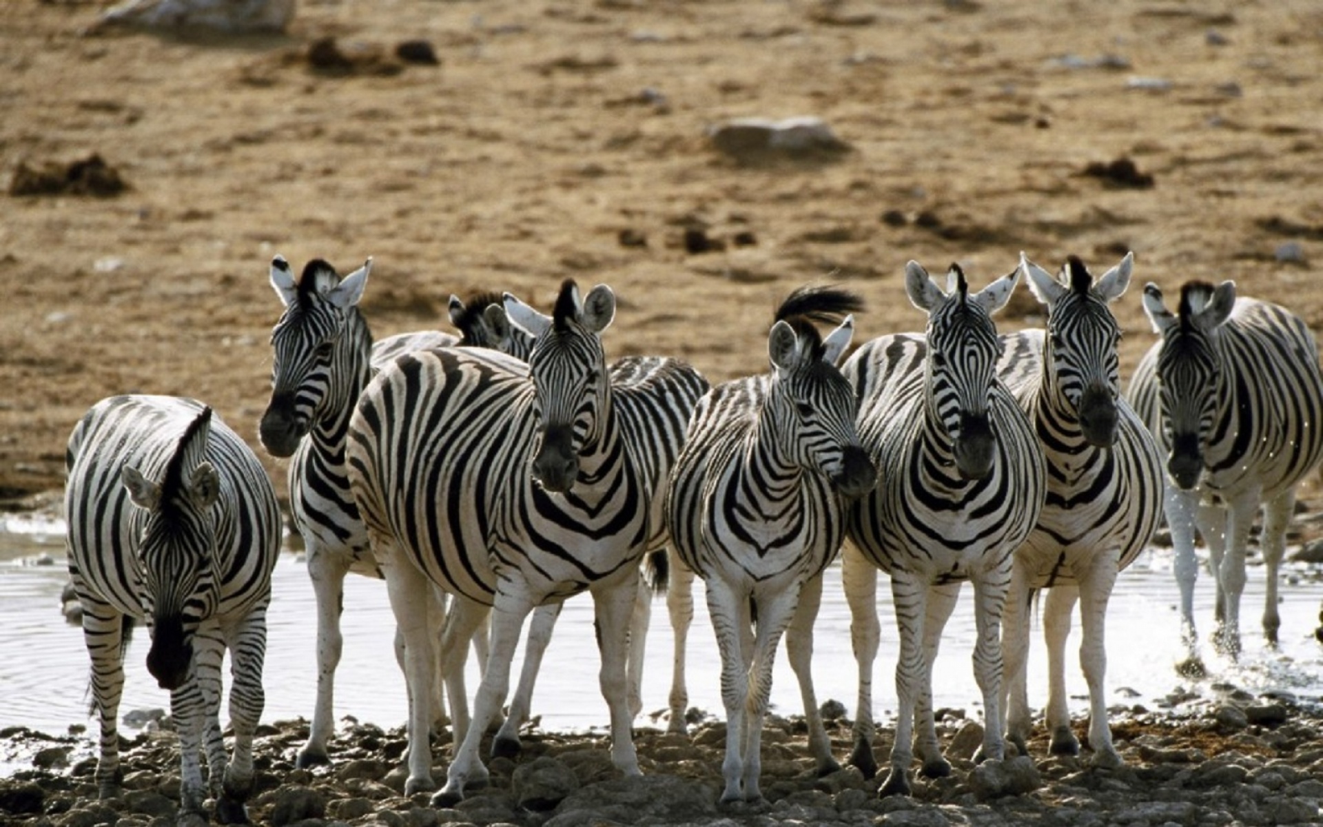 动物,生物,2012Y十一月03D,斑马,儿童桌面专用