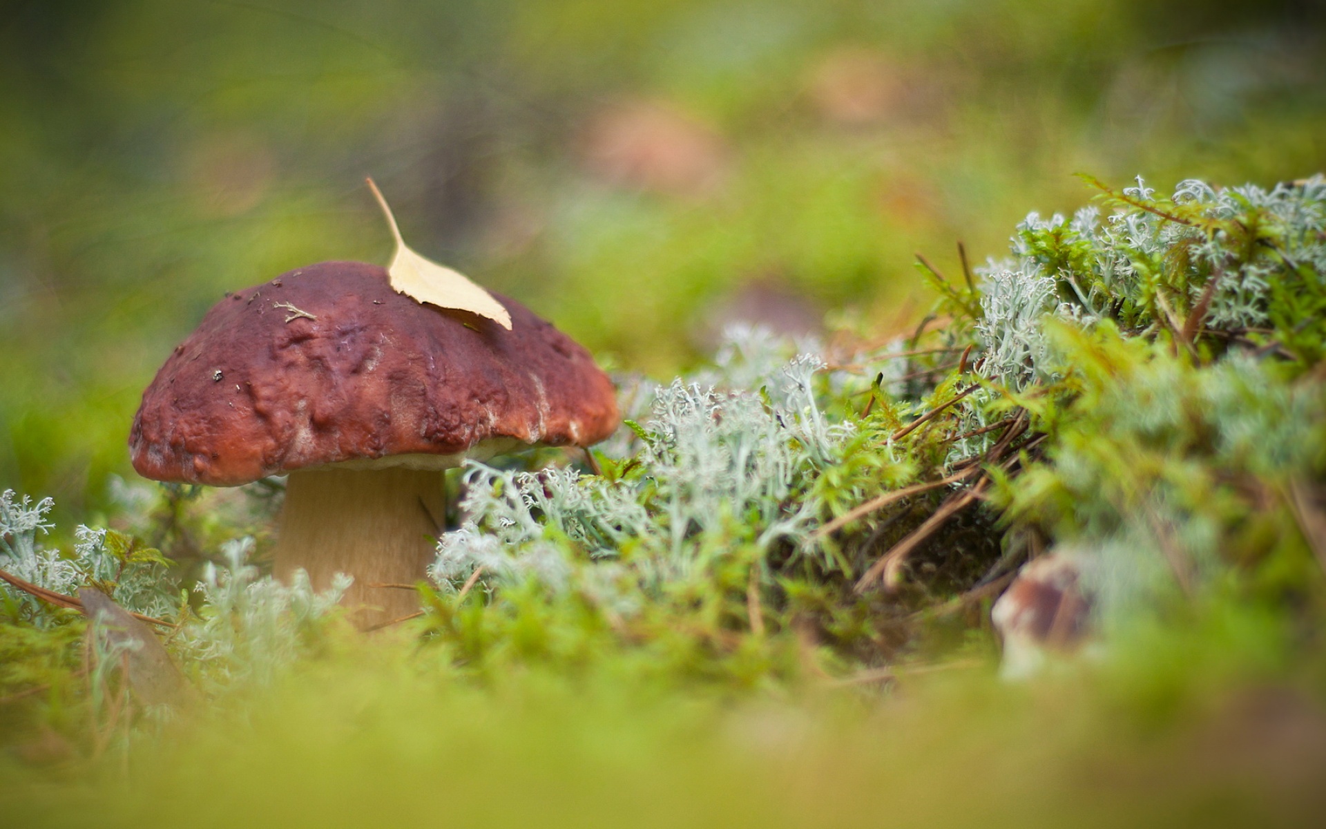 高清,精美,植物,摄影,单反,朦胧,宽屏,1080p,2012Y十月31D,儿童桌面专用