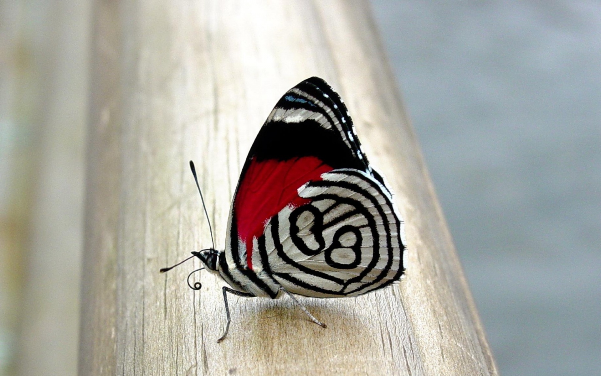 高清,动物,2012Y十一月11D,蝴蝶,儿童桌面专用