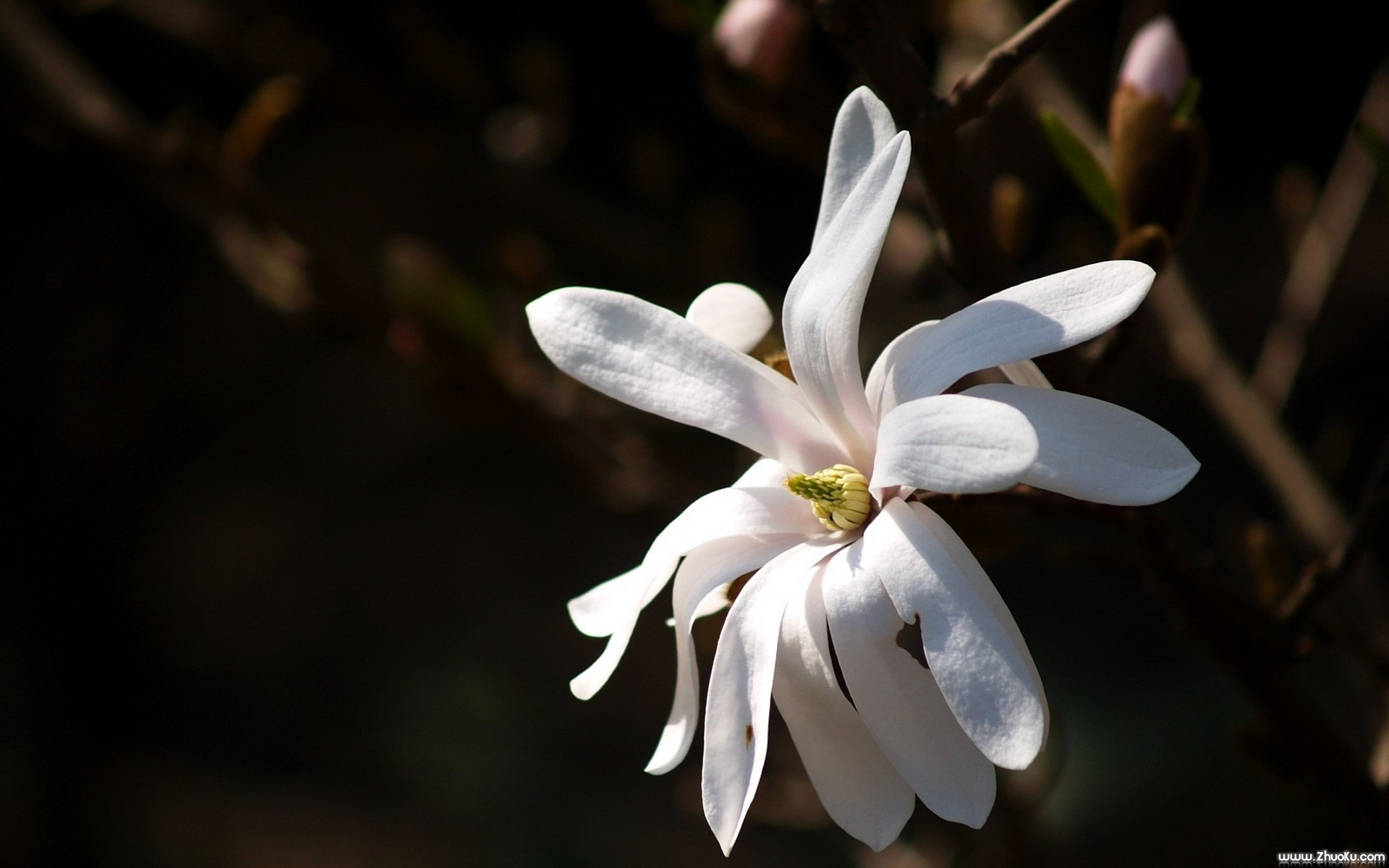 小清新,静物写真,花卉,儿童桌面专用