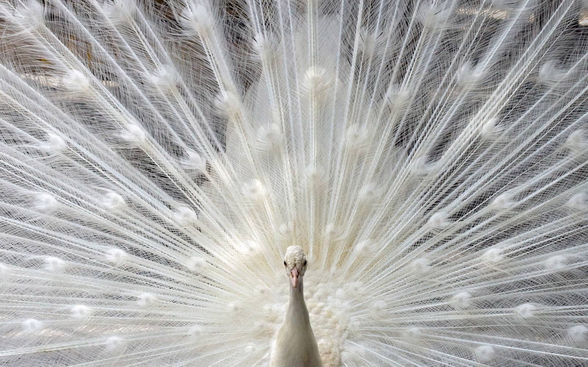 世界地理,动物,高清,2012Y十月31D,儿童桌面专用