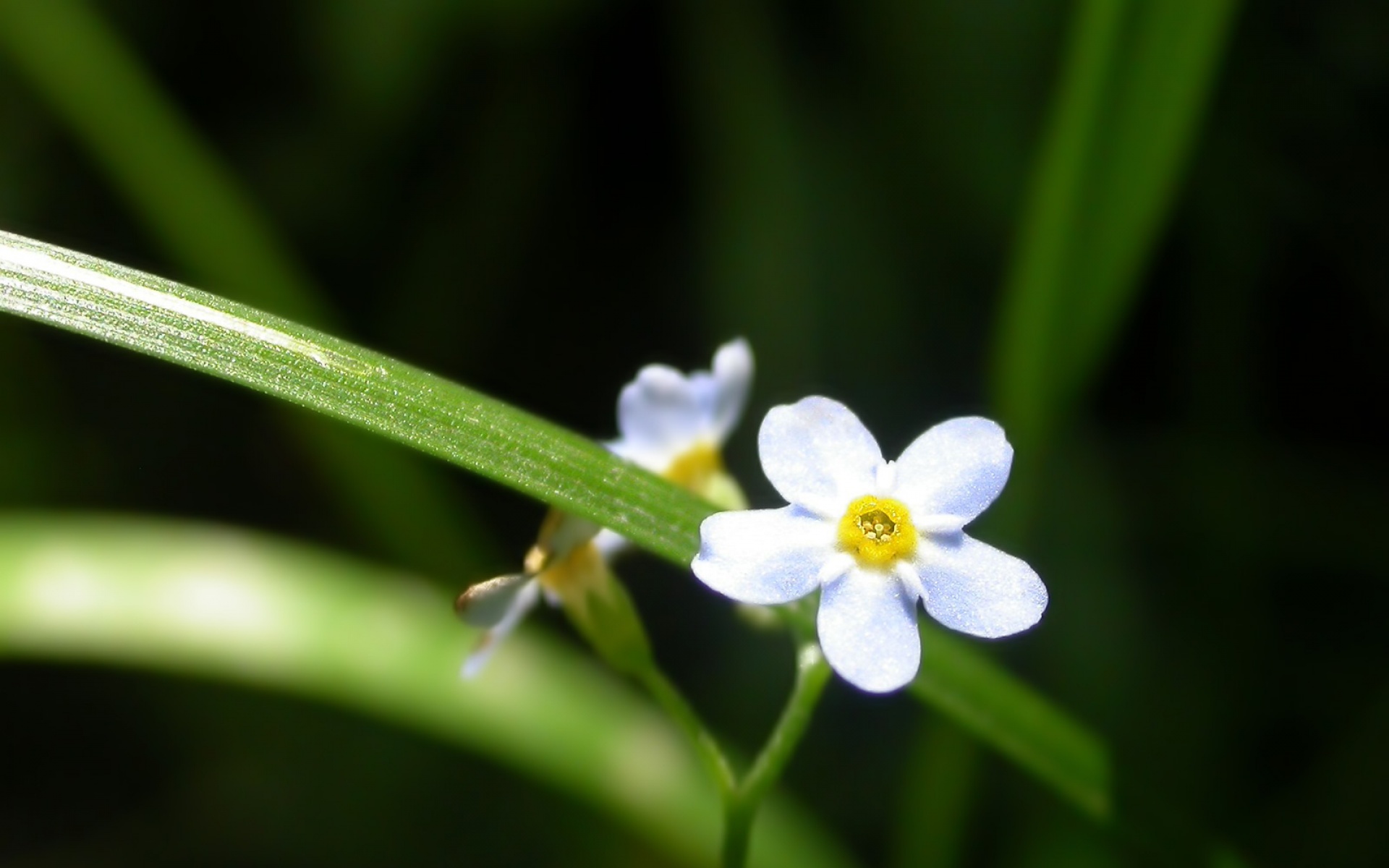 小清新,护眼壁纸,花卉,儿童桌面专用