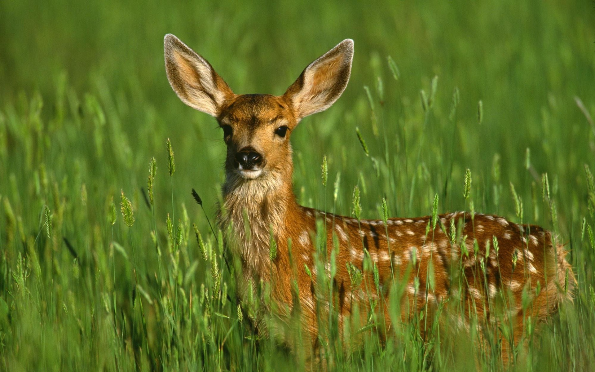 野生动物,鹿,儿童桌面专用