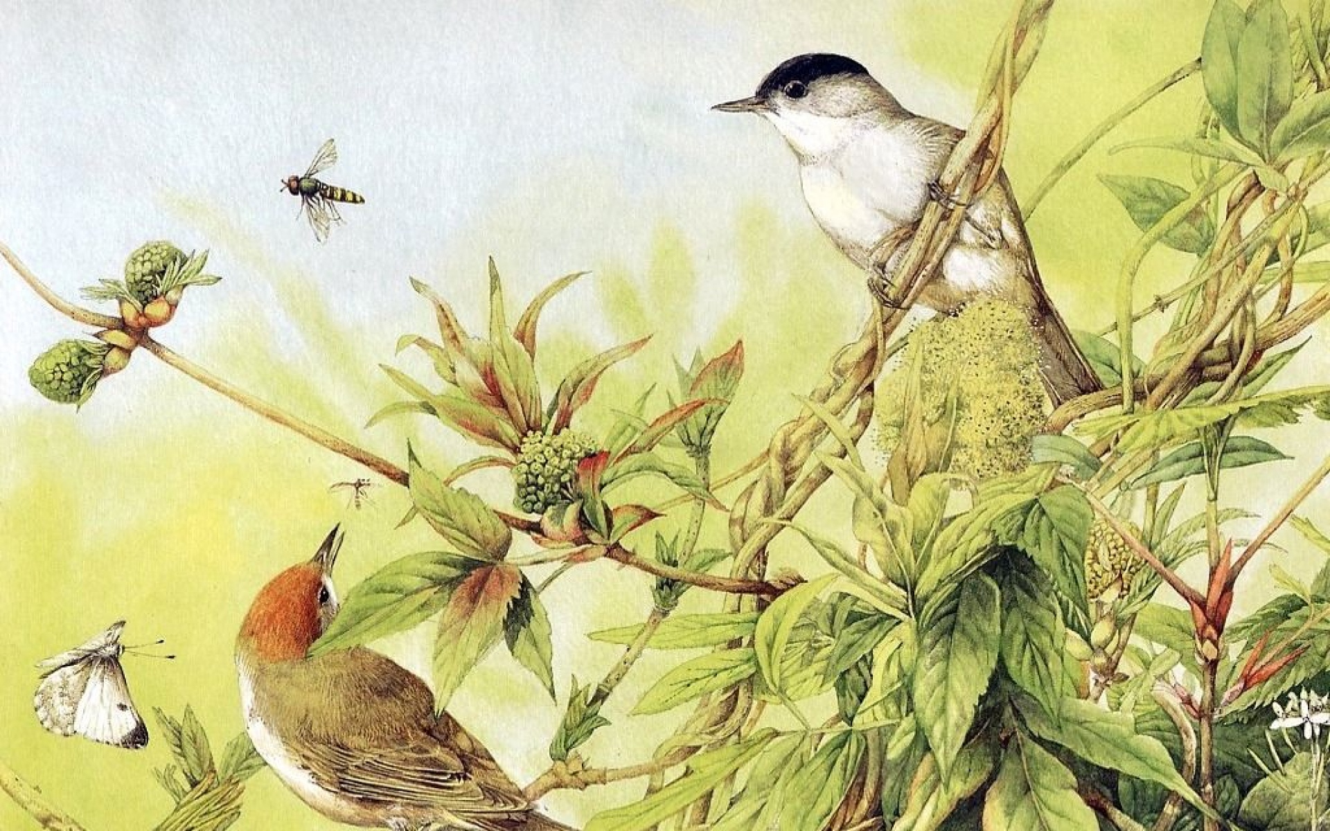 小鸟天地,鸟,儿童桌面专用