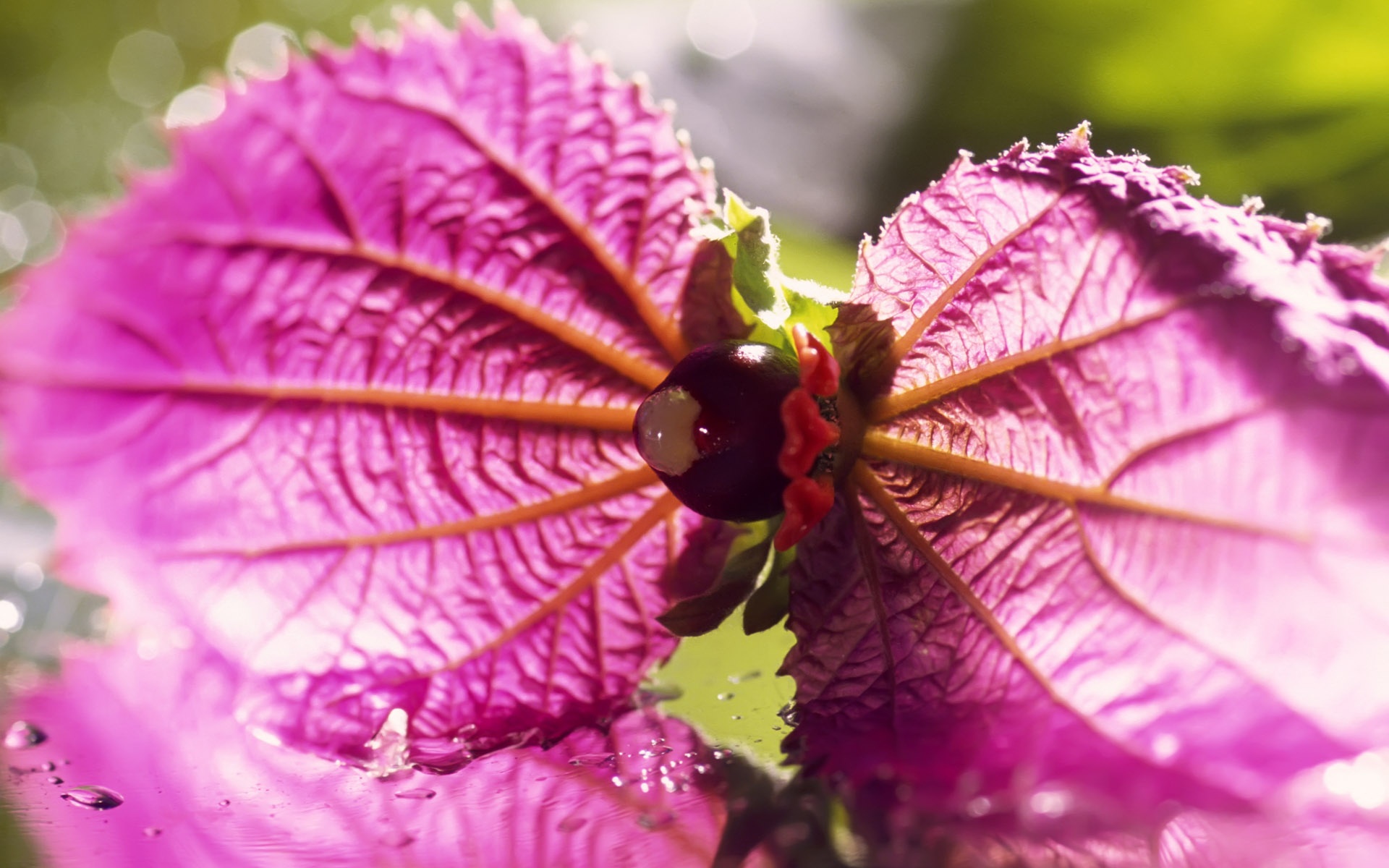 小清新,静物写真,静物,花卉,儿童桌面专用