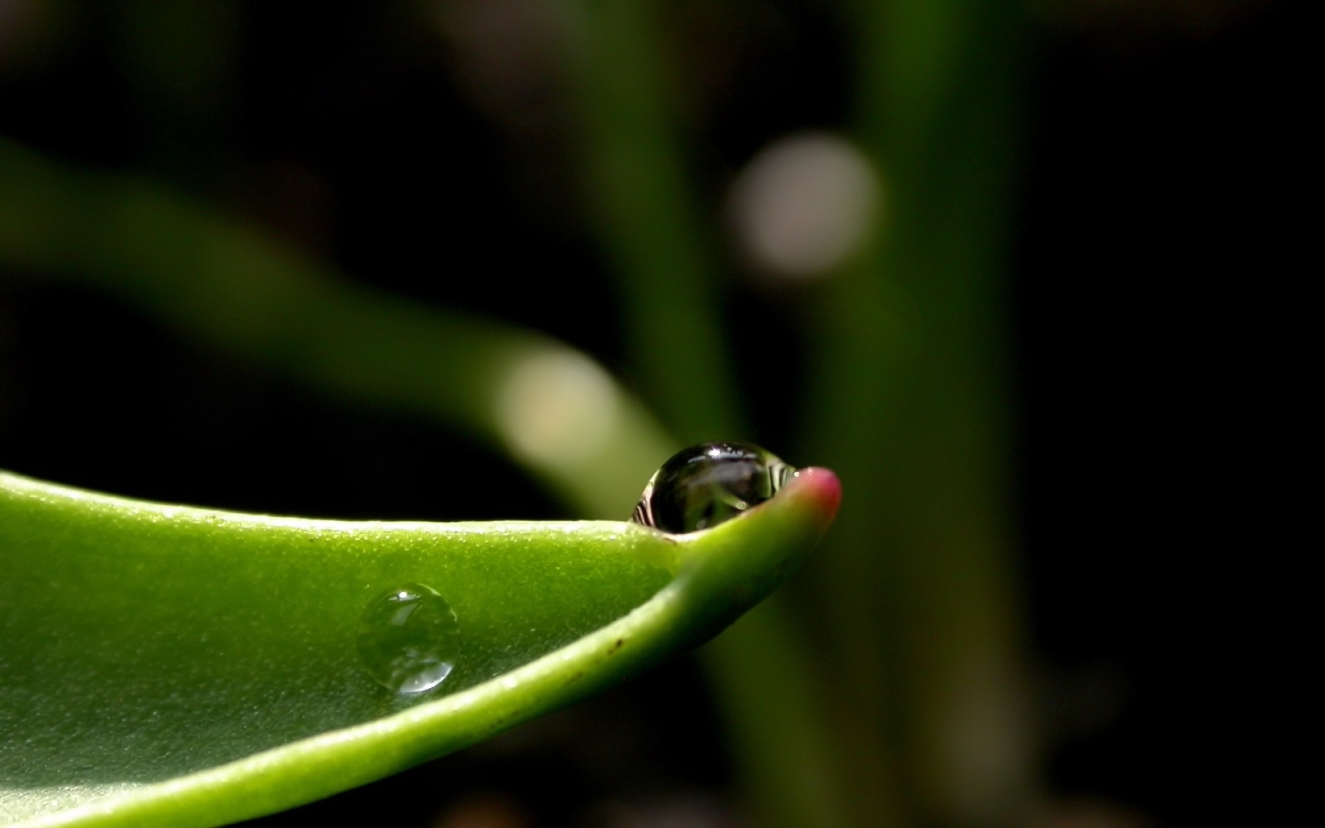 小清新,舒缓压力,绿色