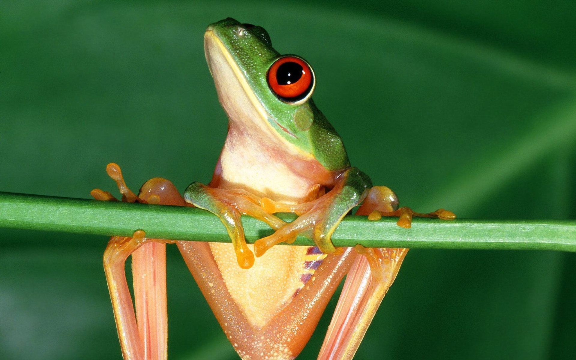 野生动物,青蛙,儿童桌面专用