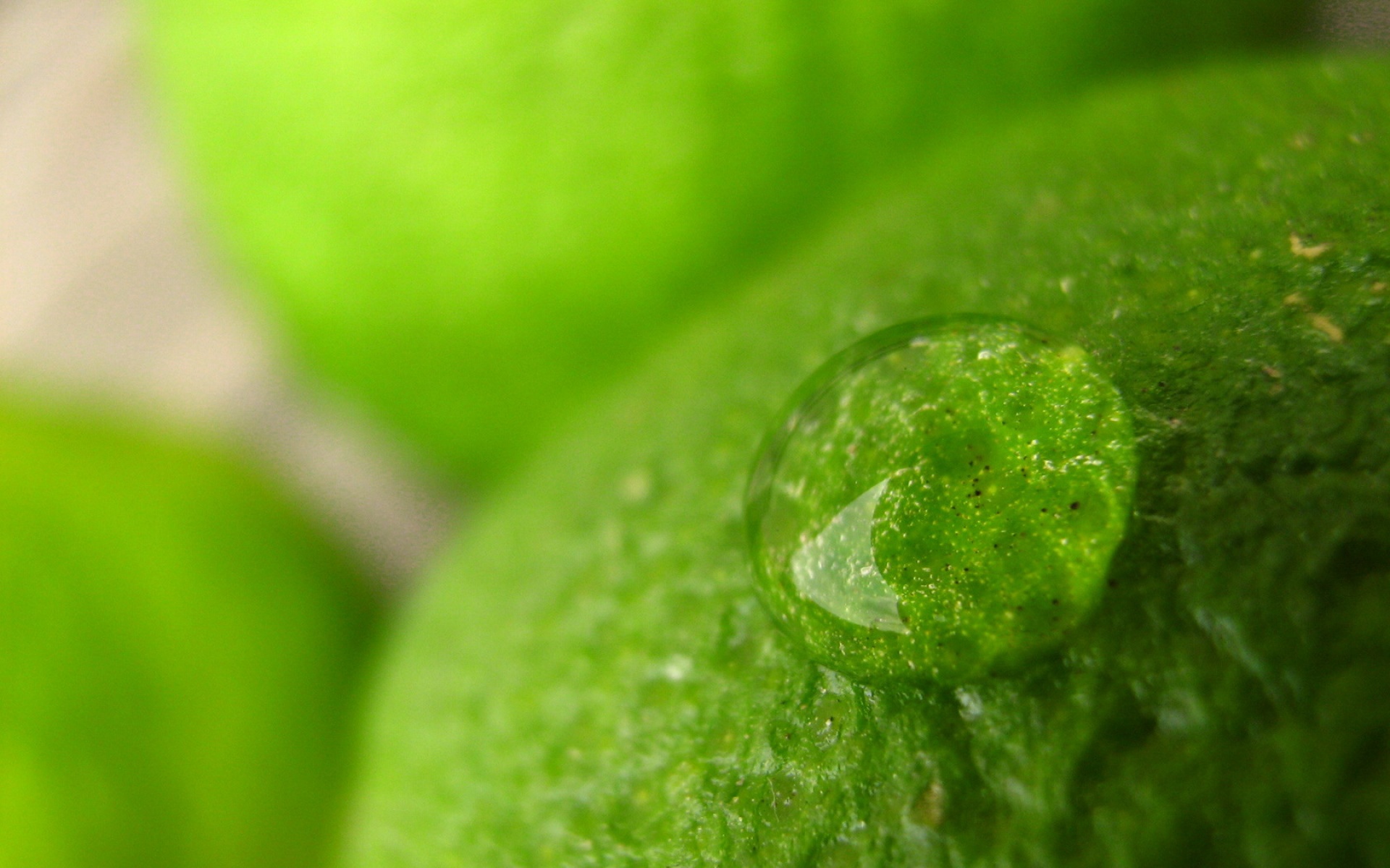 小清新,护眼壁纸,绿色,儿童桌面专用