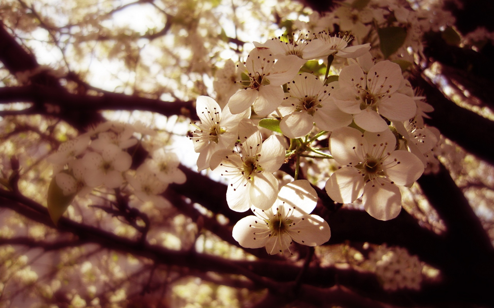 小清新,鸟语花香,花卉