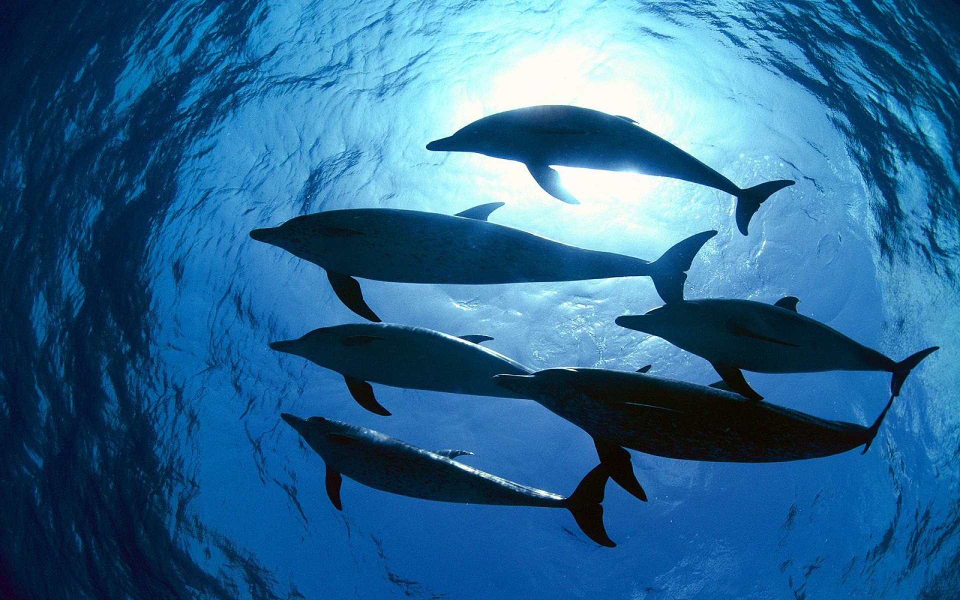 萌宠,鱼,海底世界,儿童桌面专用