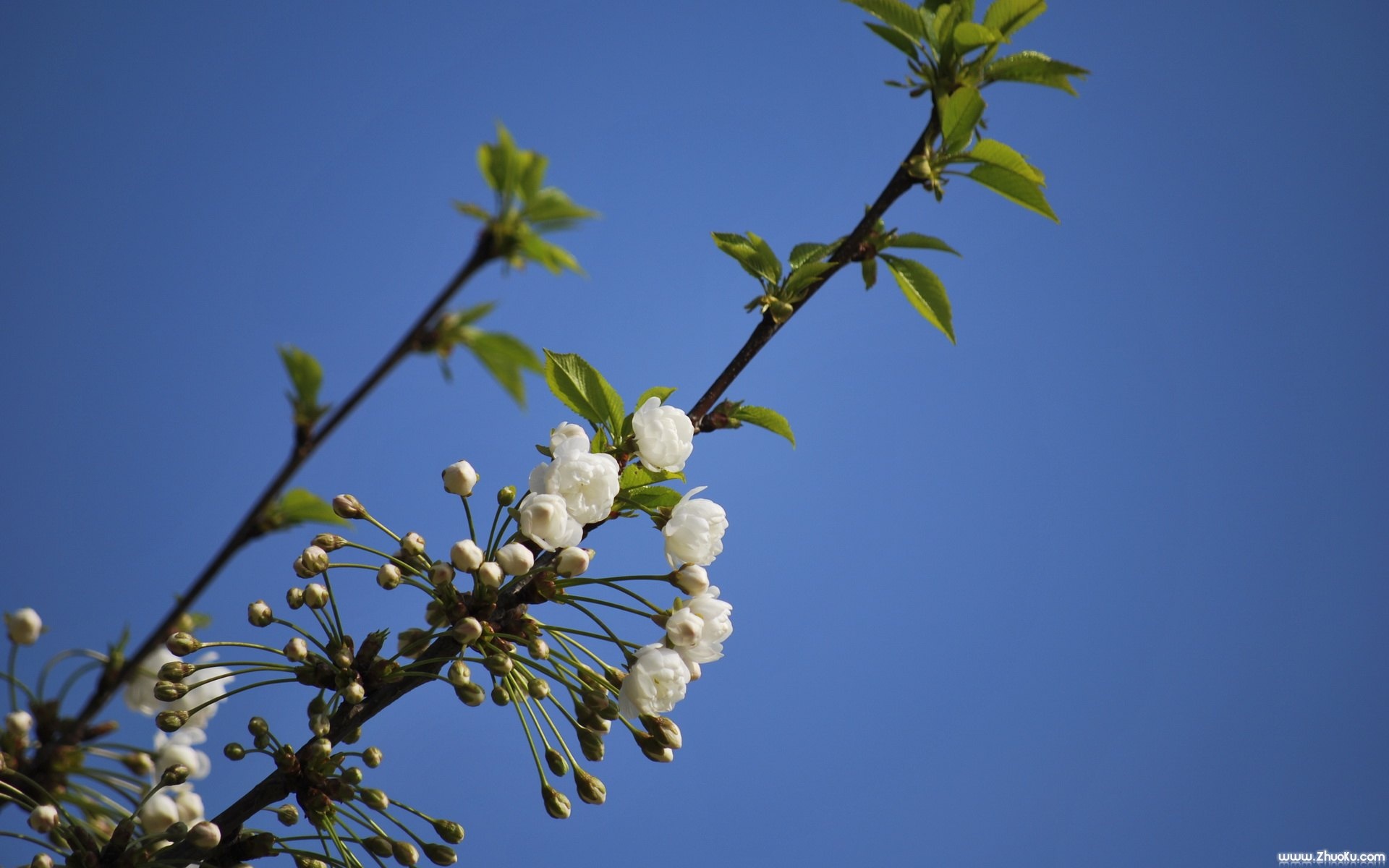 小清新,护眼壁纸,花卉,儿童桌面专用