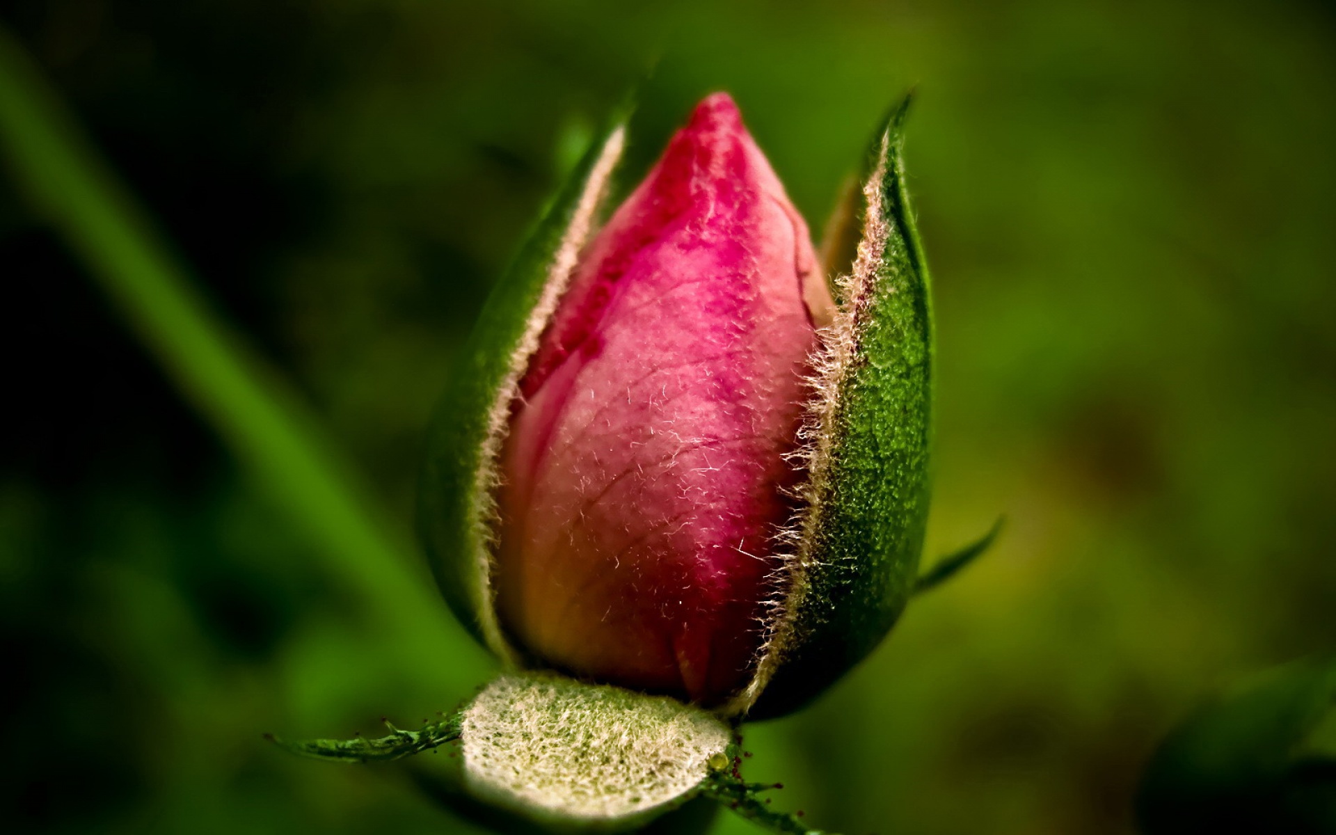 小清新,娇艳欲滴,儿童桌面专用