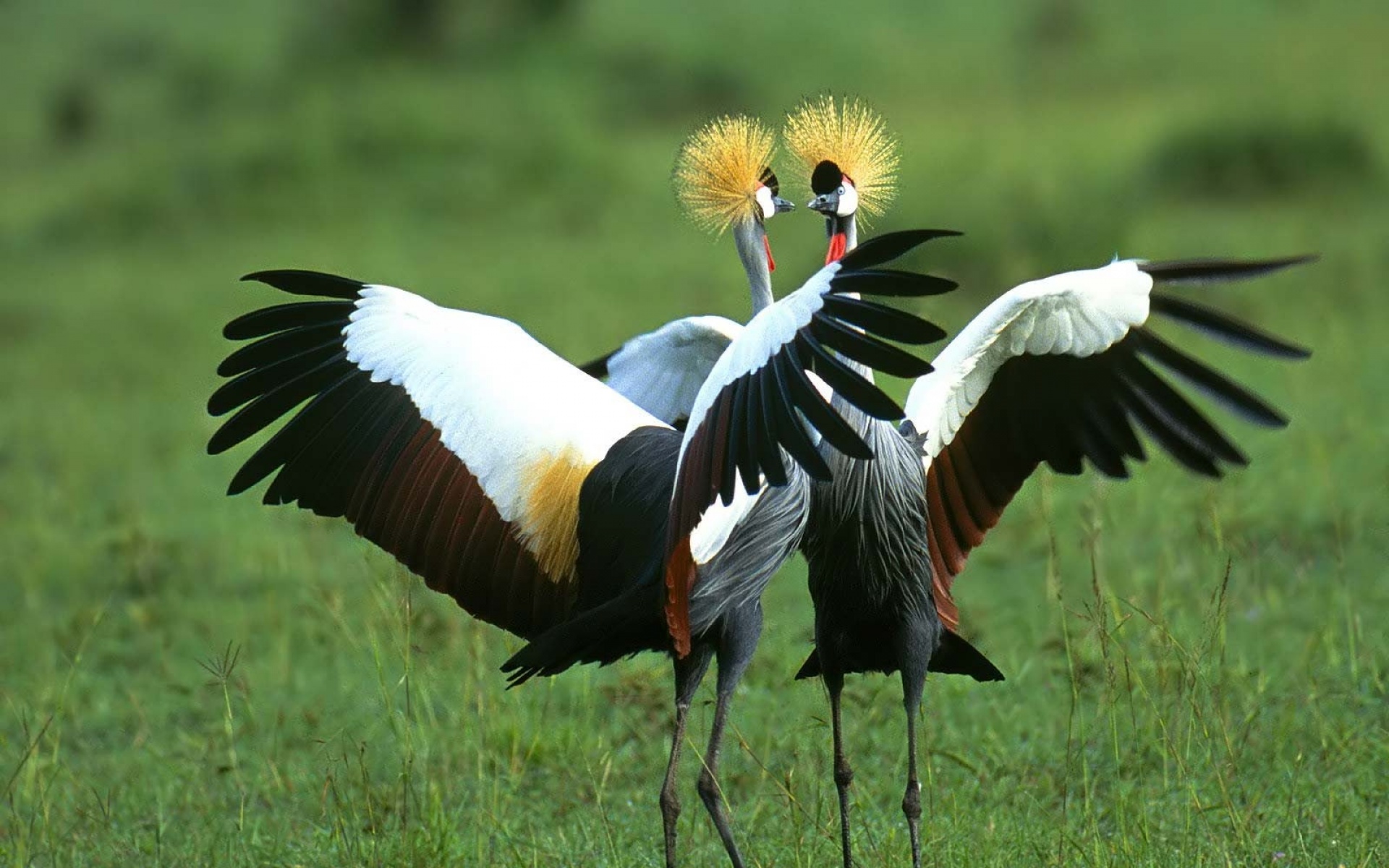 高清,动物,2012Y十一月10D,儿童桌面专用